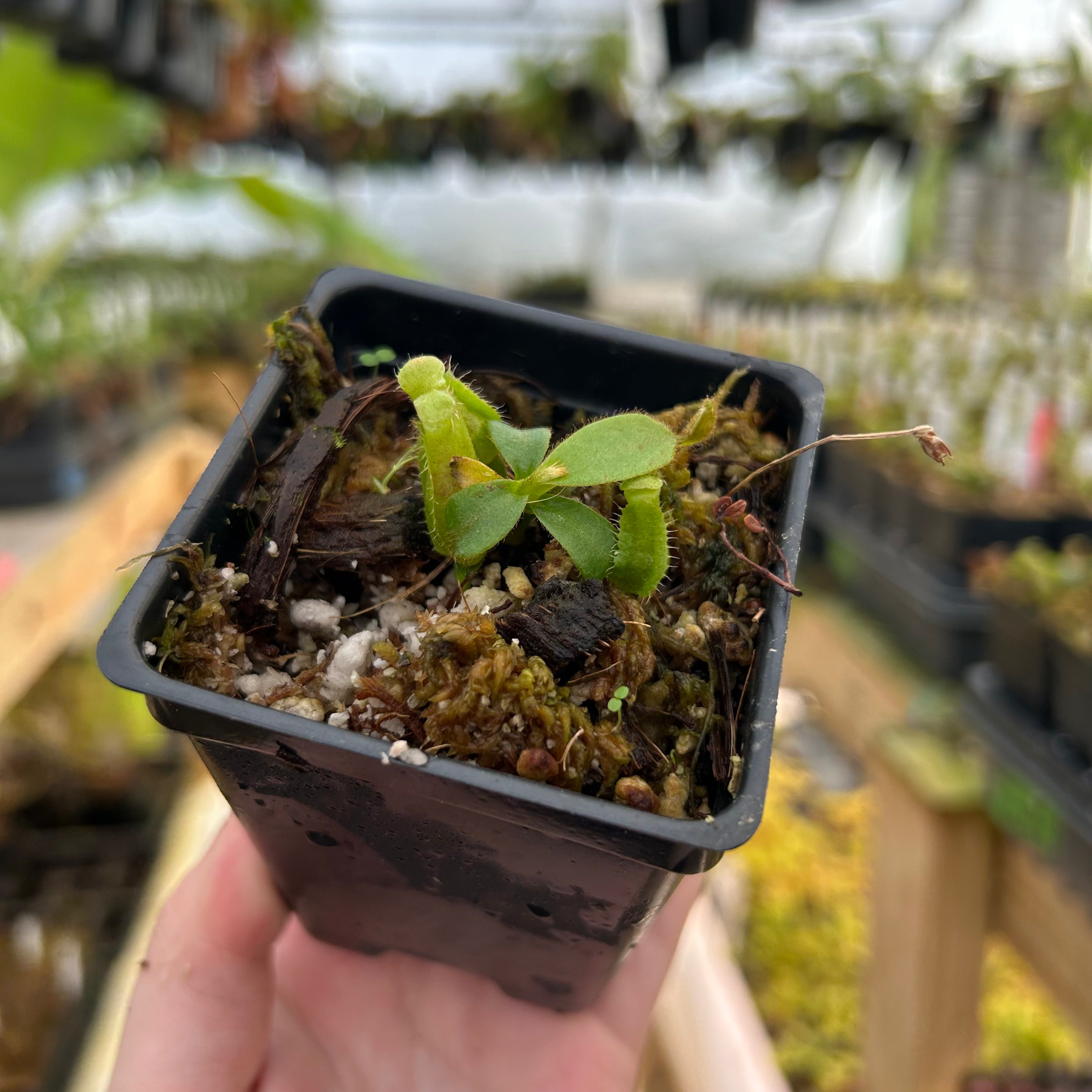 Nepenthes veitchii ('Queen' x 'Candy Dreams'), CAR-0866 – Carnivero Nepenthes veitchii ('Queen' x 'Candy Dreams'), CAR-0866 – Carnivero