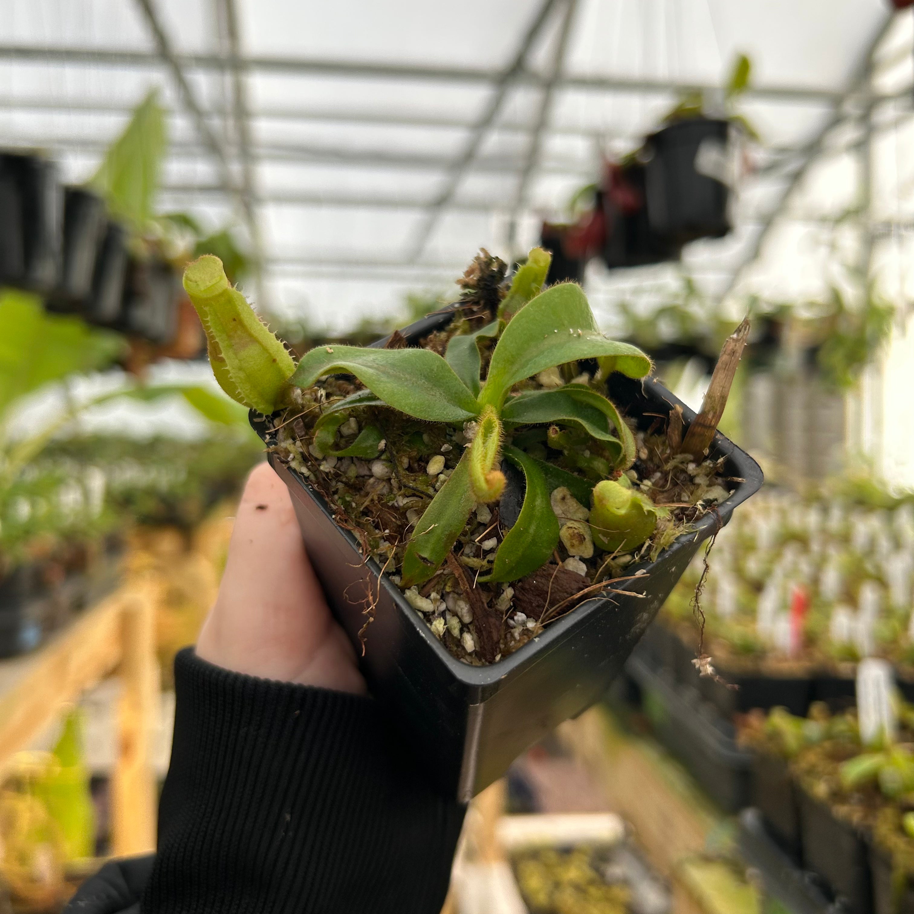 Nepenthes veitchii ('Queen' x 'Candy Dreams'), CAR-0866 – Carnivero