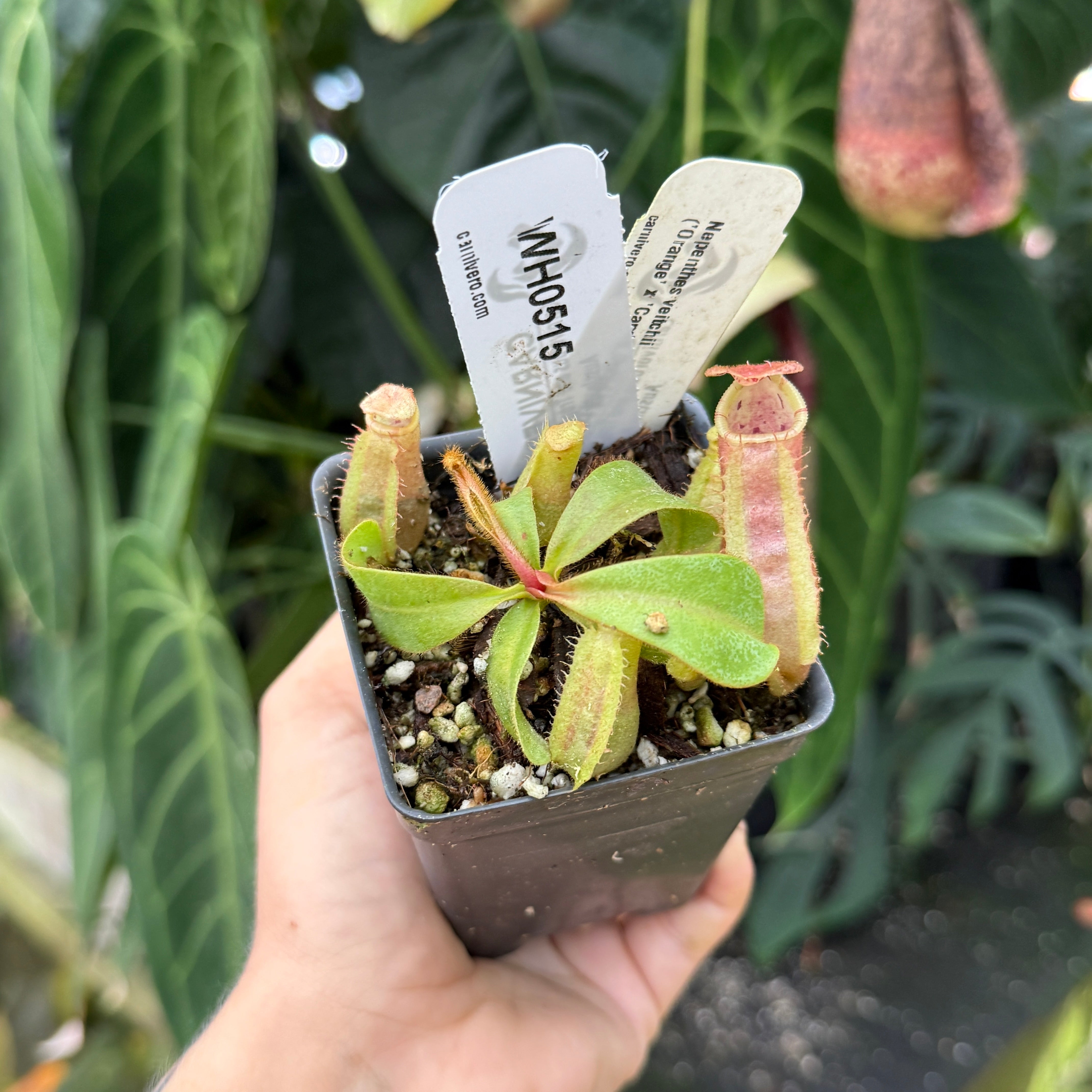 WH0515 Nepenthes veitchii ('Orange' x 'Candy Dreams'), CAR-0675 (S