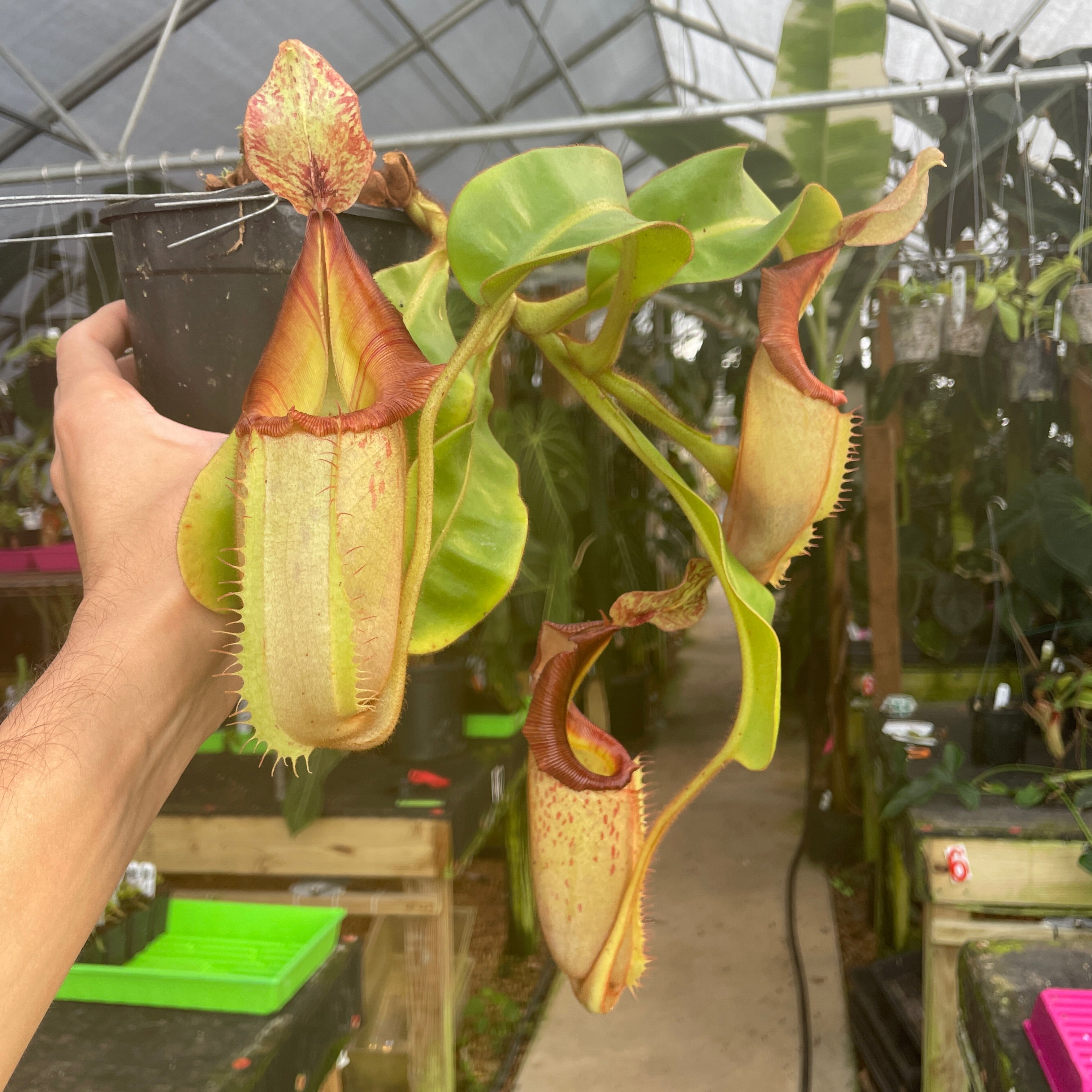 A309] Nepenthes (tiveyi x veitchii) x veitchii (k) (XXL, unpotted
