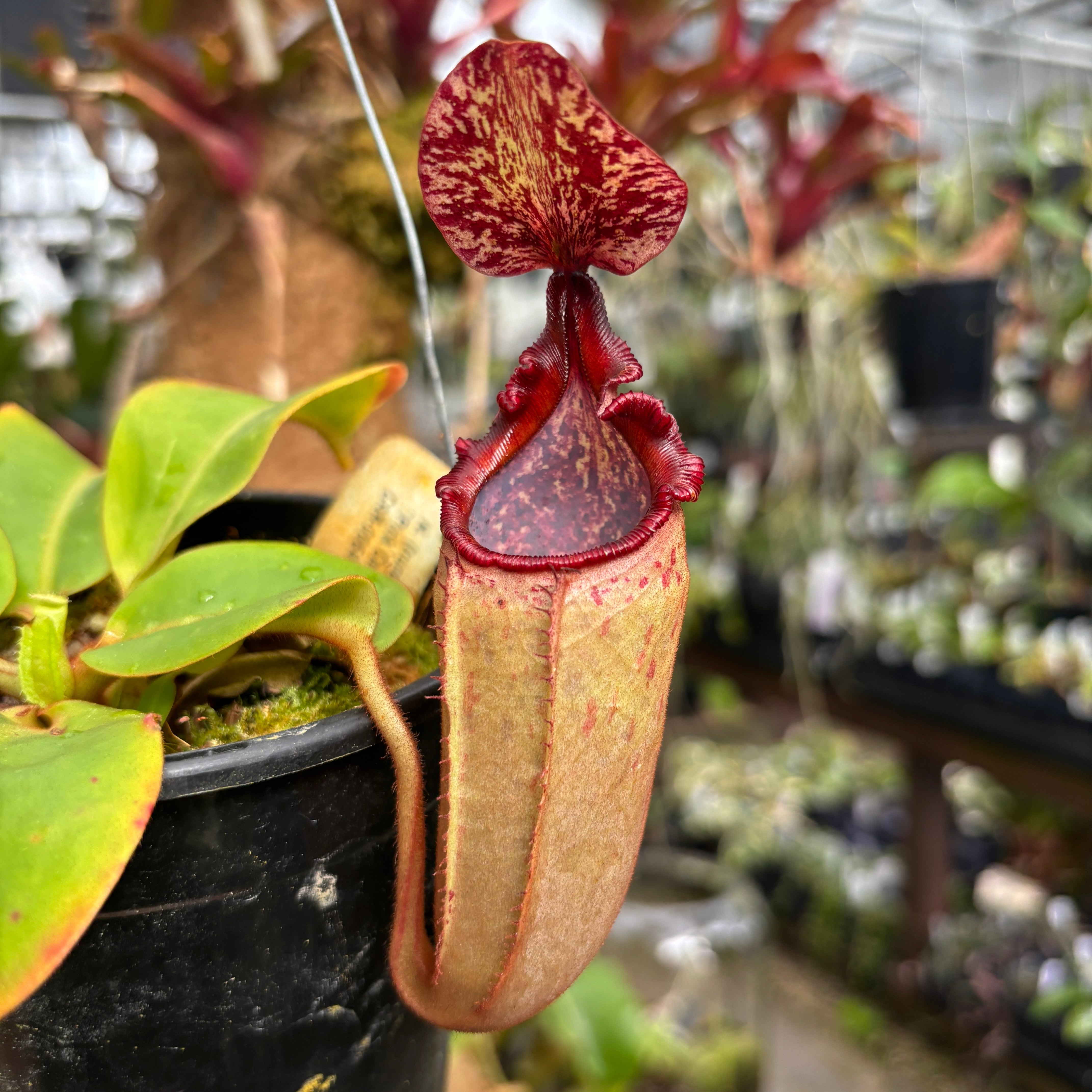 kaninchen カニンチェン　ポメべロス A1146] Nepenthes (truncata x campanulata) x veitchii 