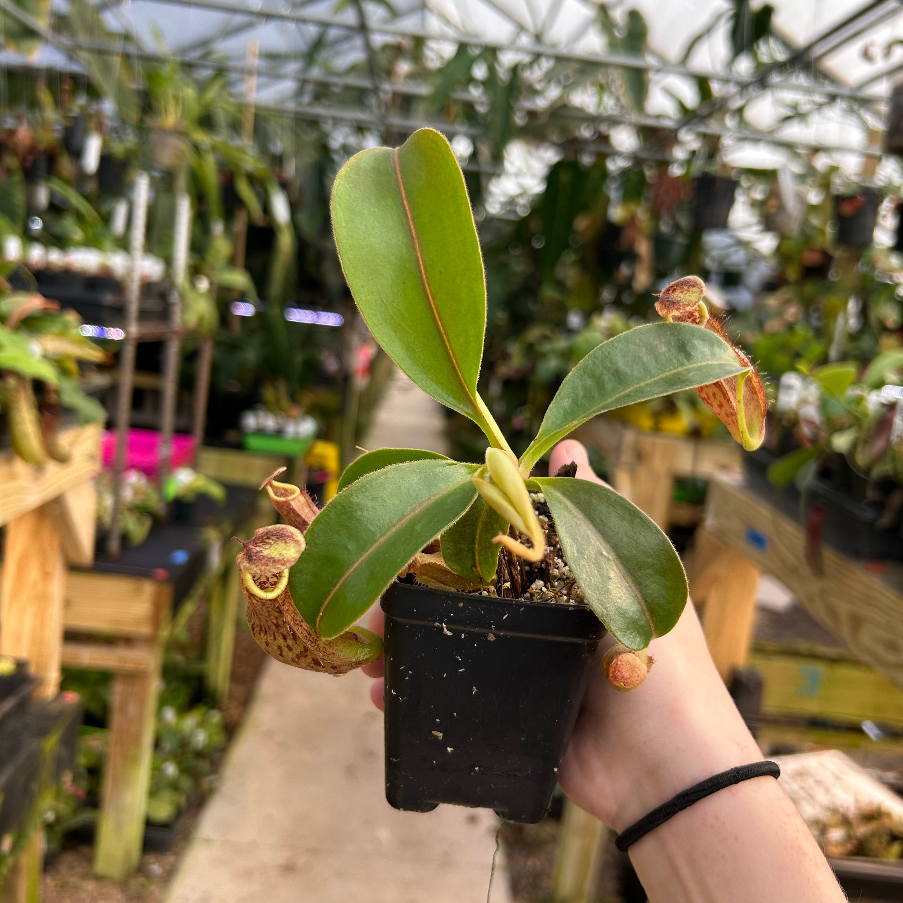 Nepenthes (spectabilis x boschiana) x redonkulas, CAR-0808 – Carnivero