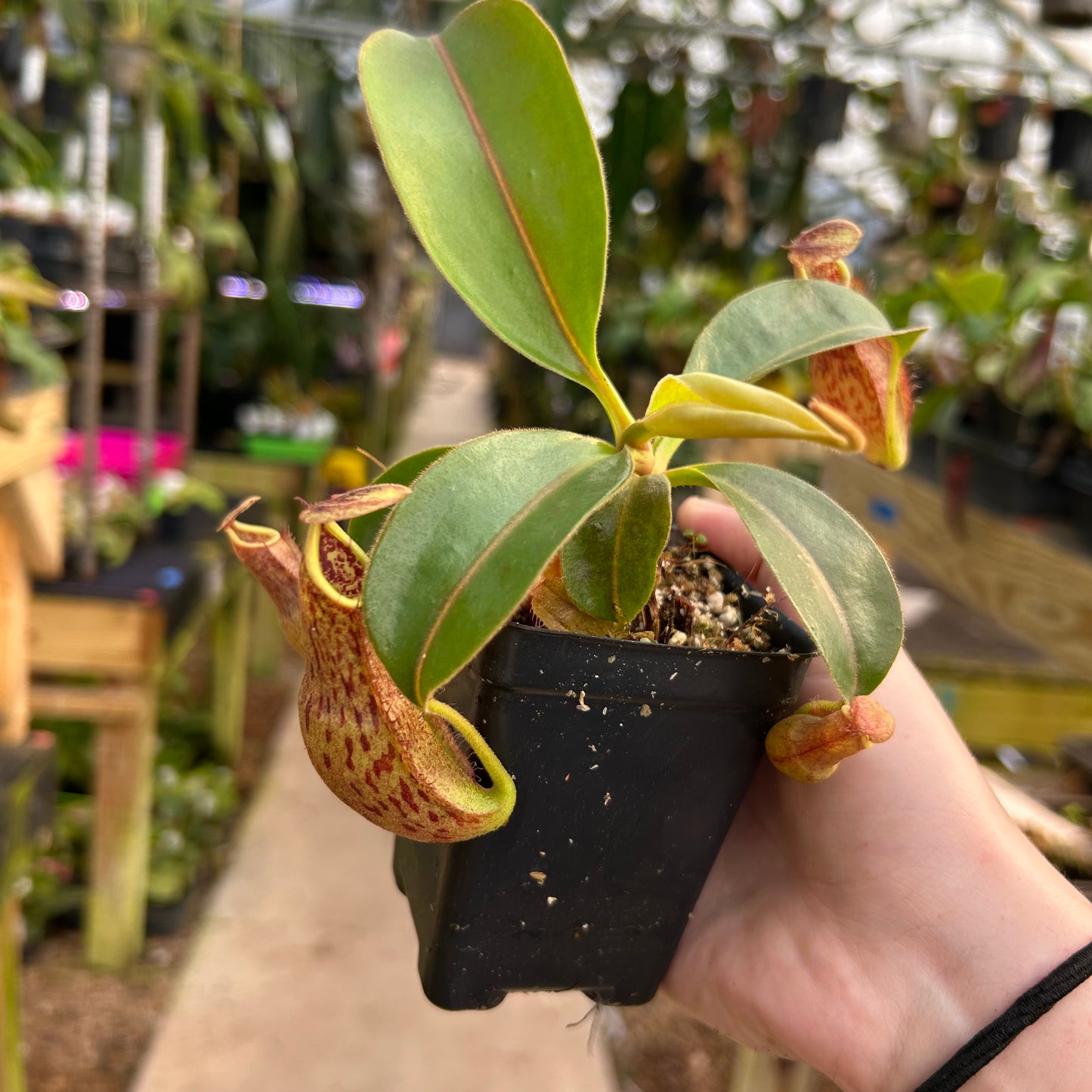 Nepenthes (spectabilis x boschiana) x redonkulas, CAR-0808