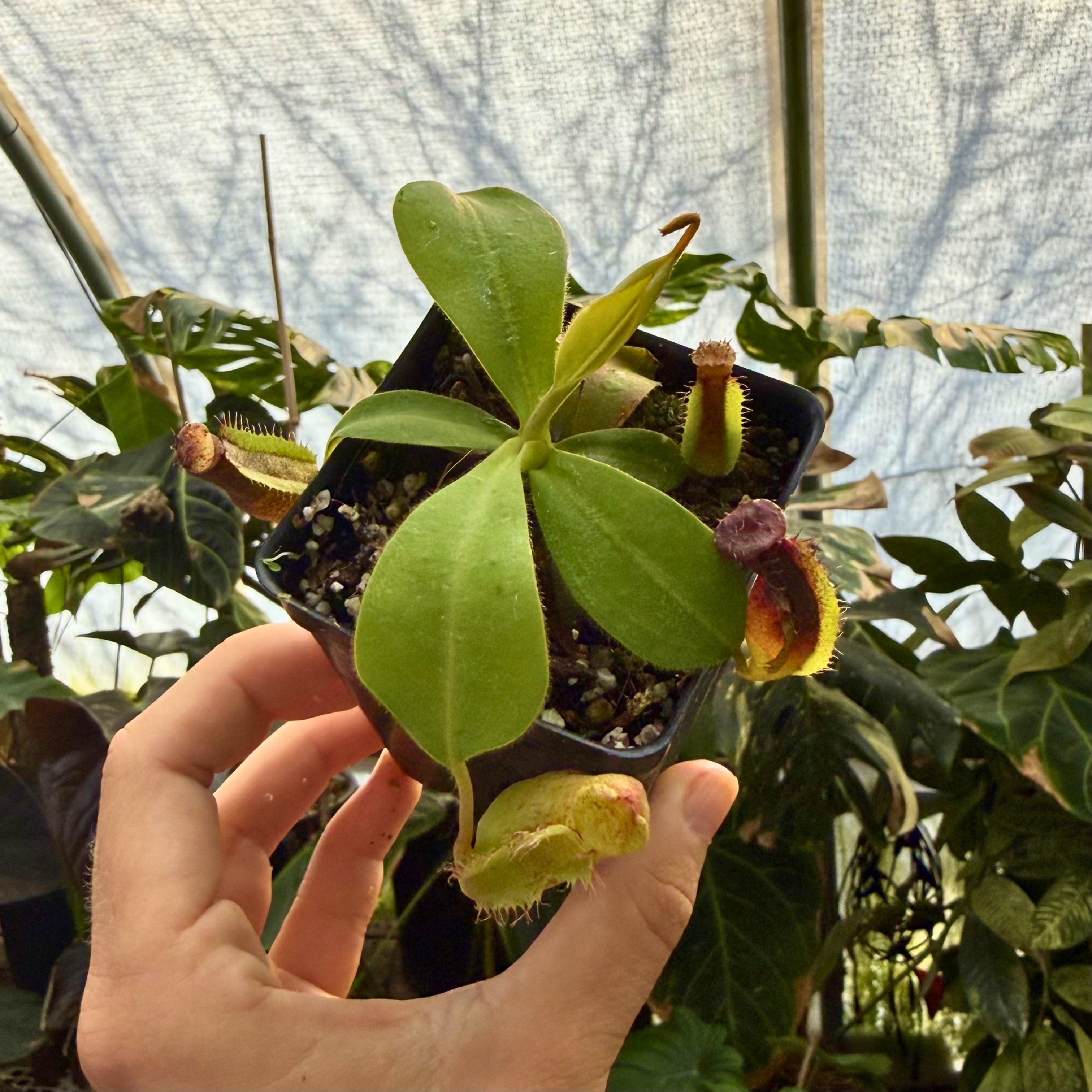 標本 Venezuela Agacephala bicuspis 32mm Nepenthes naga x veitchii 'Candy Dreams' CAR-0885 – Carnivero
