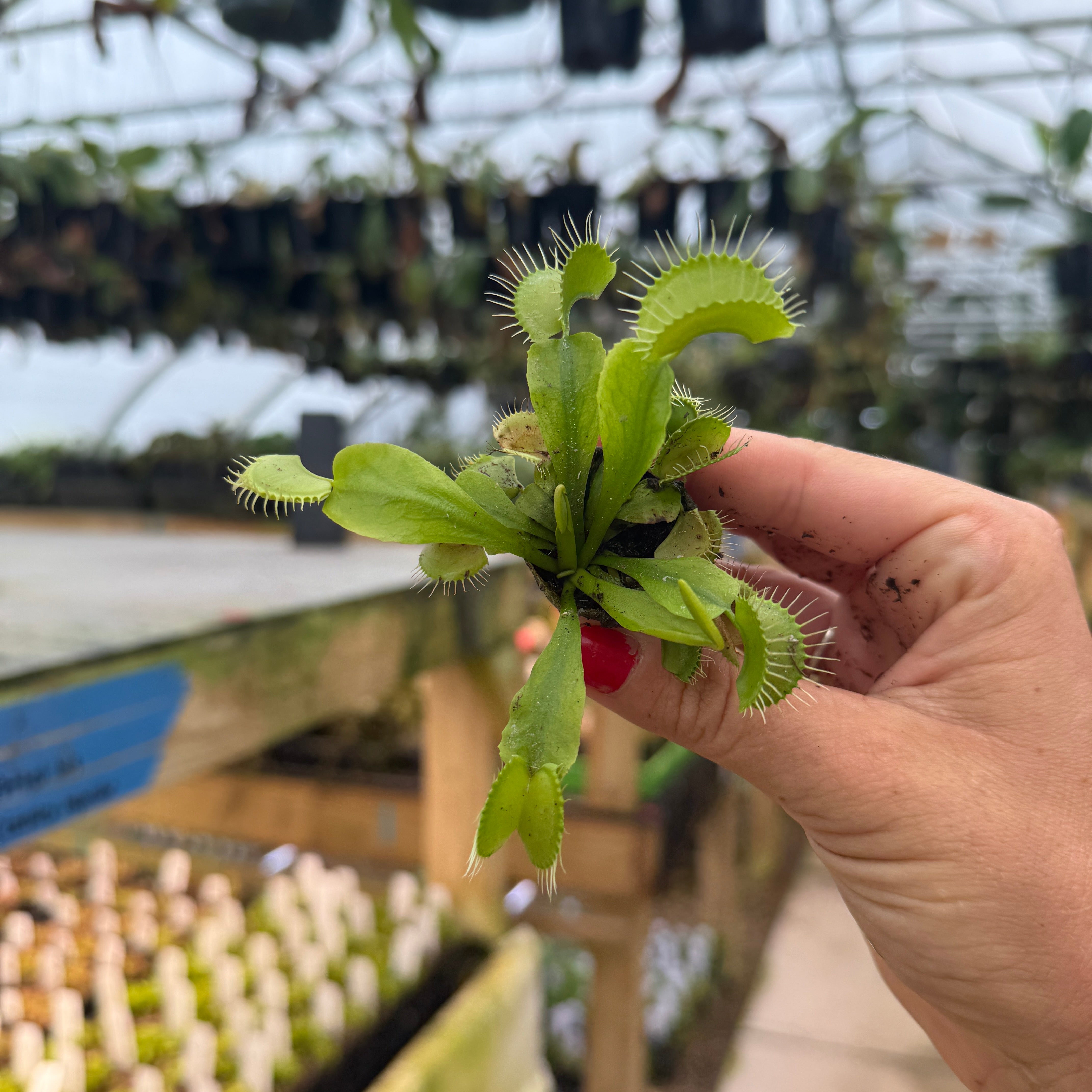 邦楽 mpmtn Dionaea muscipula Mammoth – Carnivero