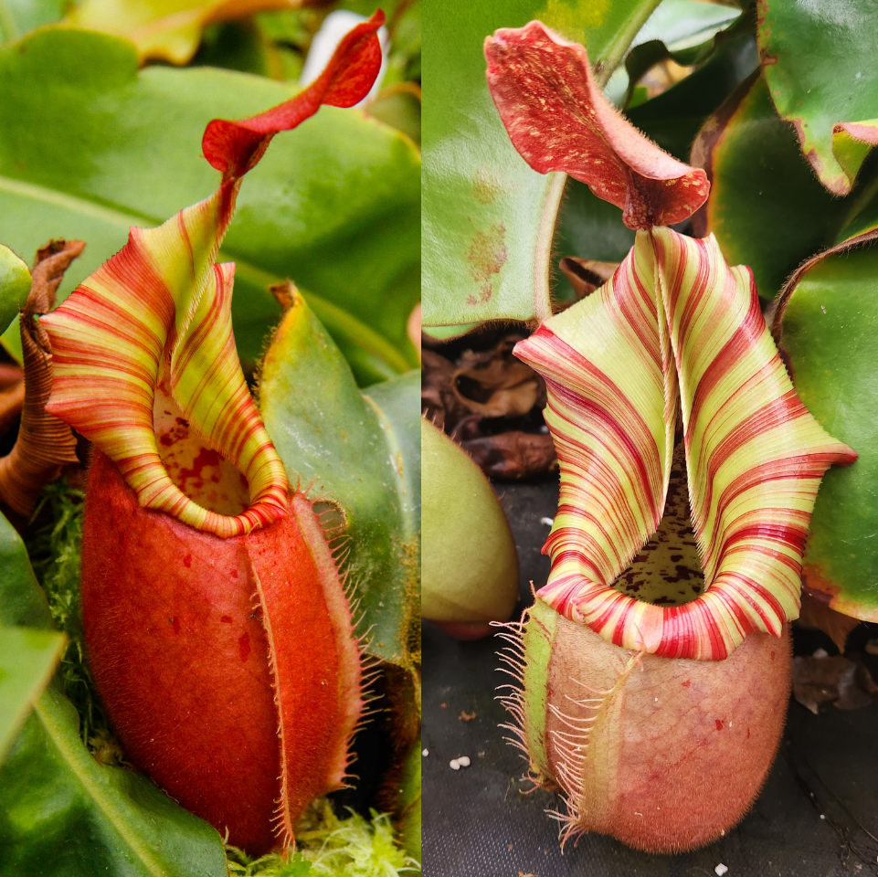 Nepenthes veitchii ('Queen' x 'Candy Dreams'), CAR-0866 – Carnivero