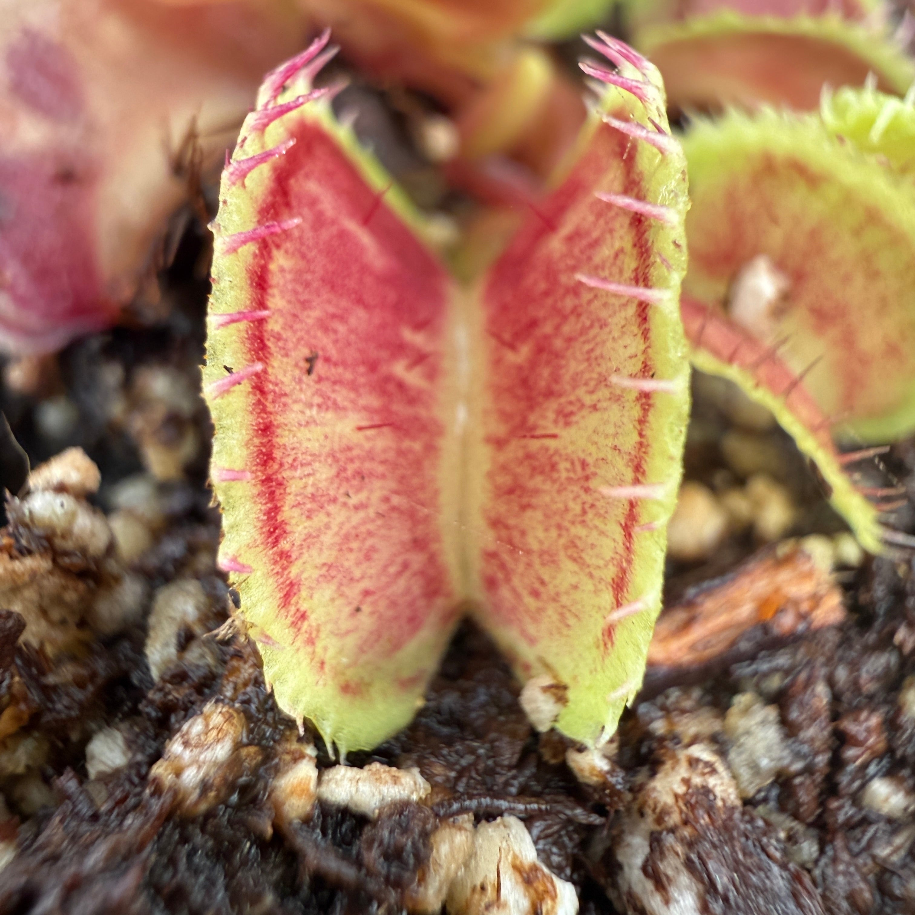 Dionaea muscipula 'Mutant #1', IMP-0049 – Carnivero