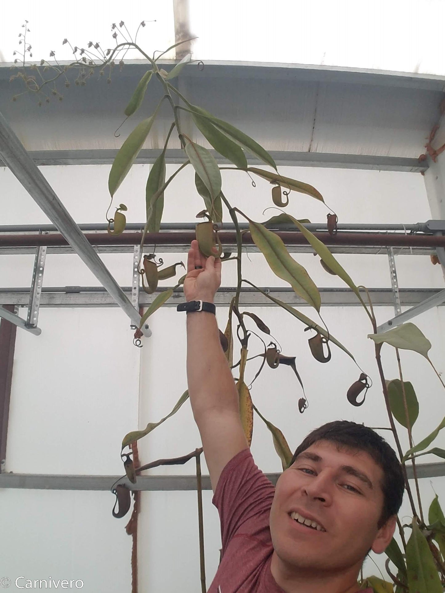 Nepenthes bicalcarata (Orange x Red), CAR-0268 Wholesale