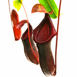 Indoor Beginner Carnivorous Plant Collection - FREE SHIPPING