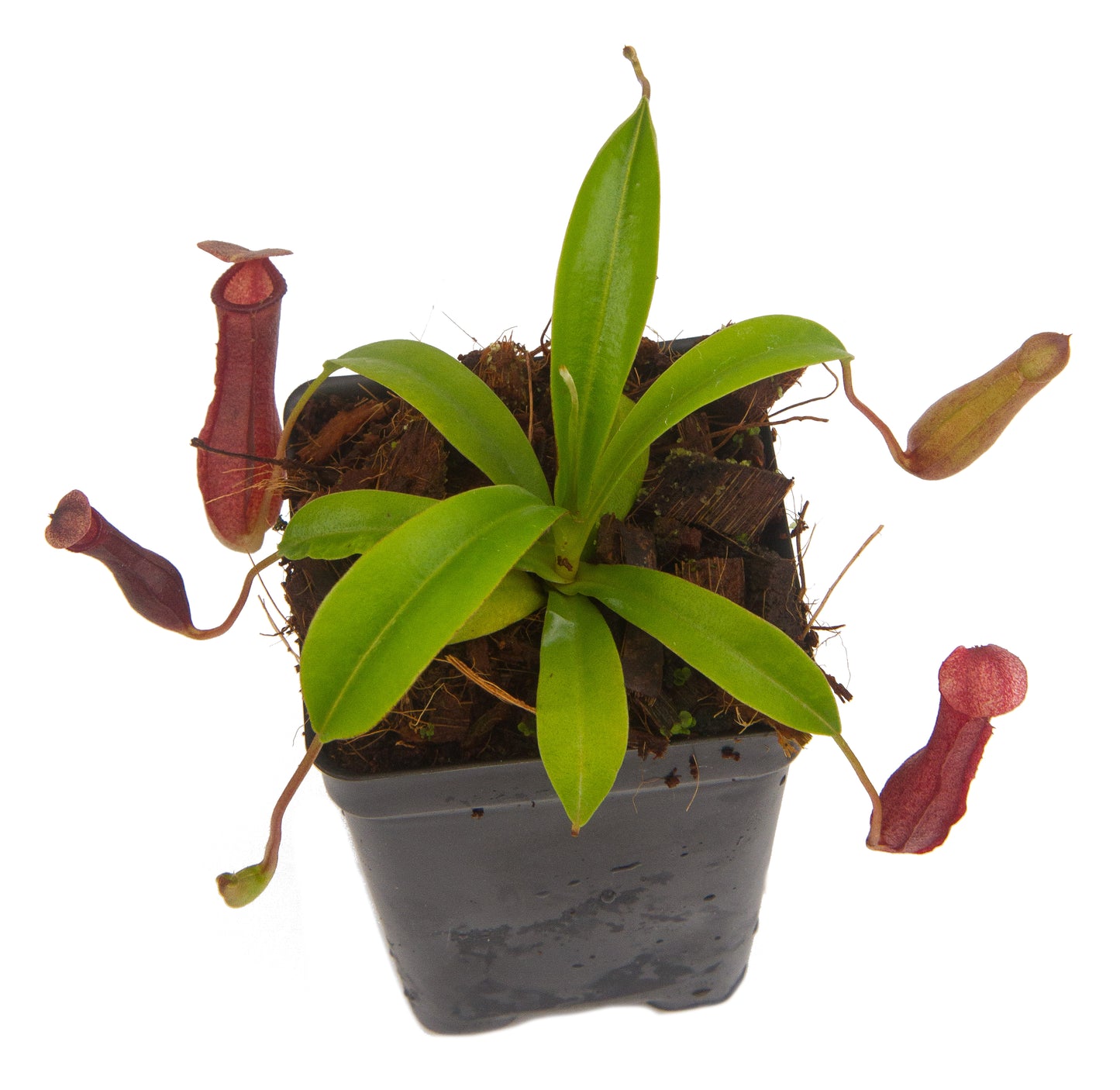 Indoor Beginner Carnivorous Plant Collection - FREE SHIPPING