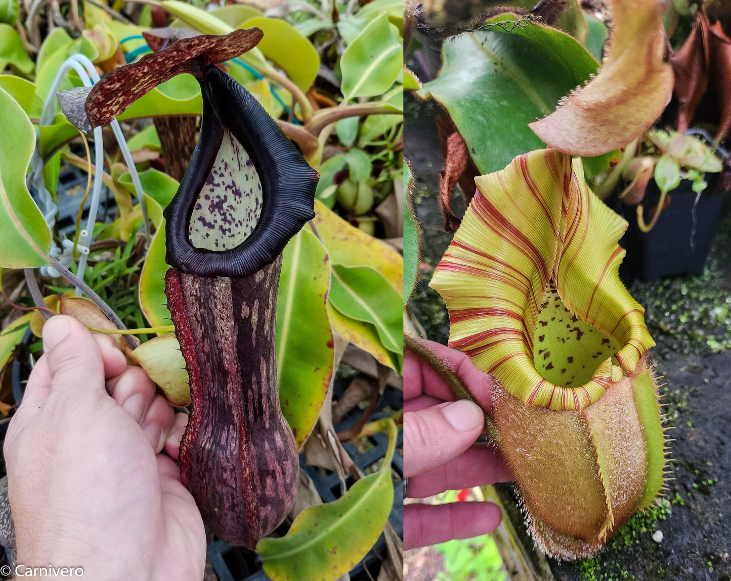 Nepenthes boschiana HLR4 x veitchii 'Pink Dreams', CAR-0444