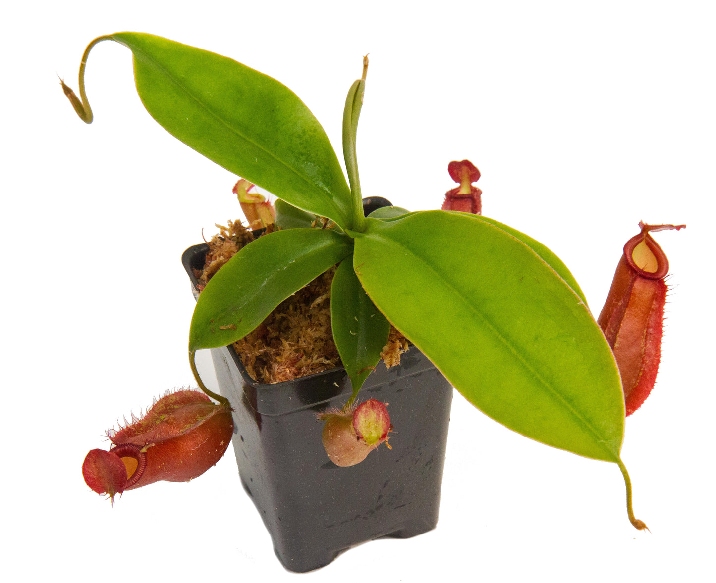 Indoor Beginner Carnivorous Plant Collection - FREE SHIPPING
