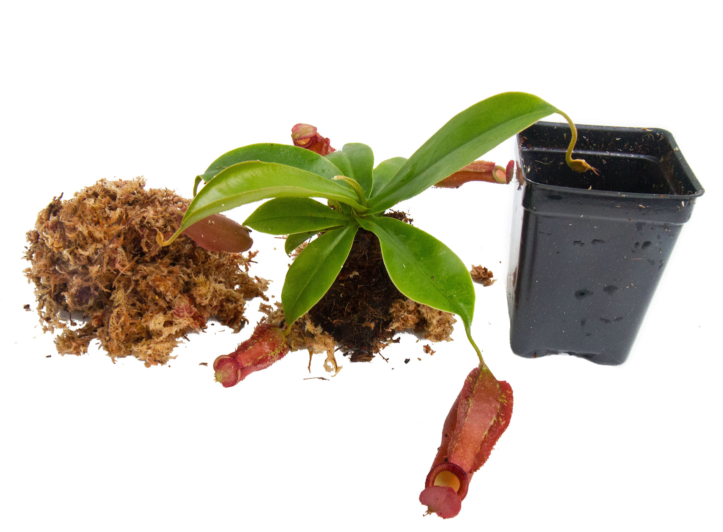 Indoor Beginner Carnivorous Plant Collection - FREE SHIPPING