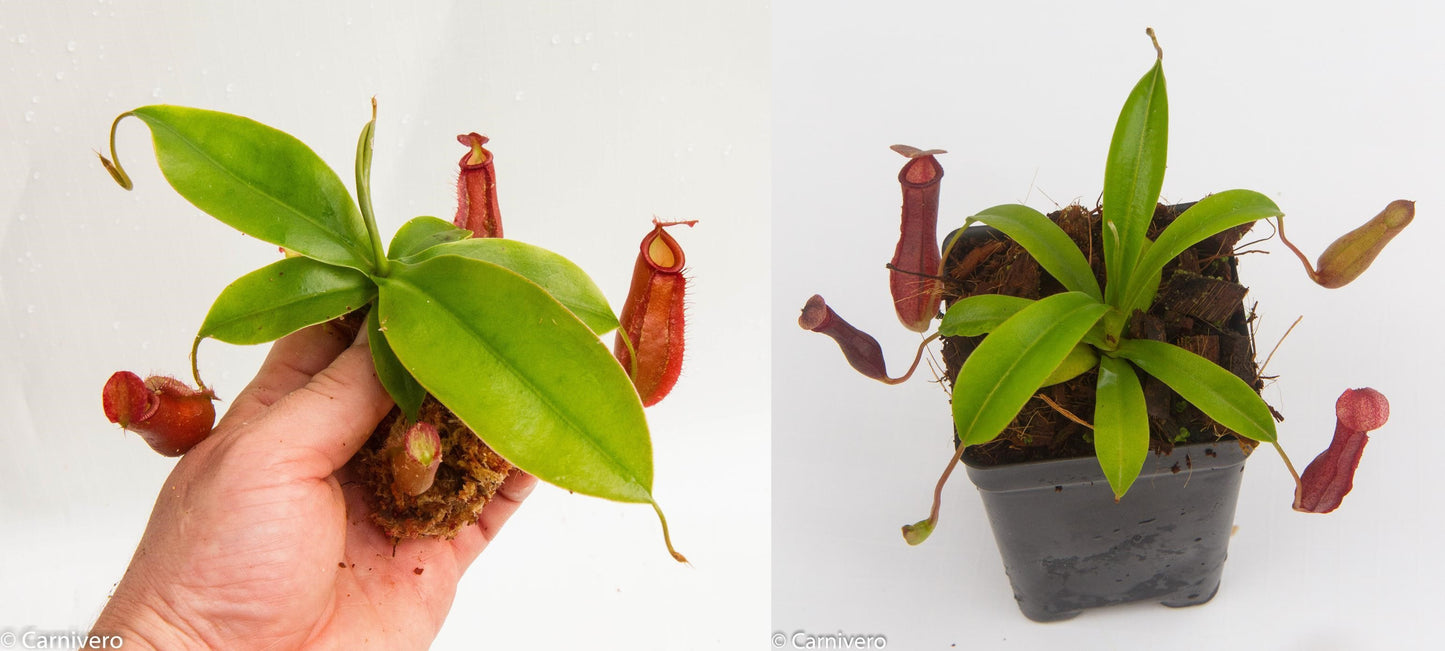 Nepenthes Starter Collection