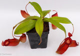 Nepenthes Lady Luck Wholesale