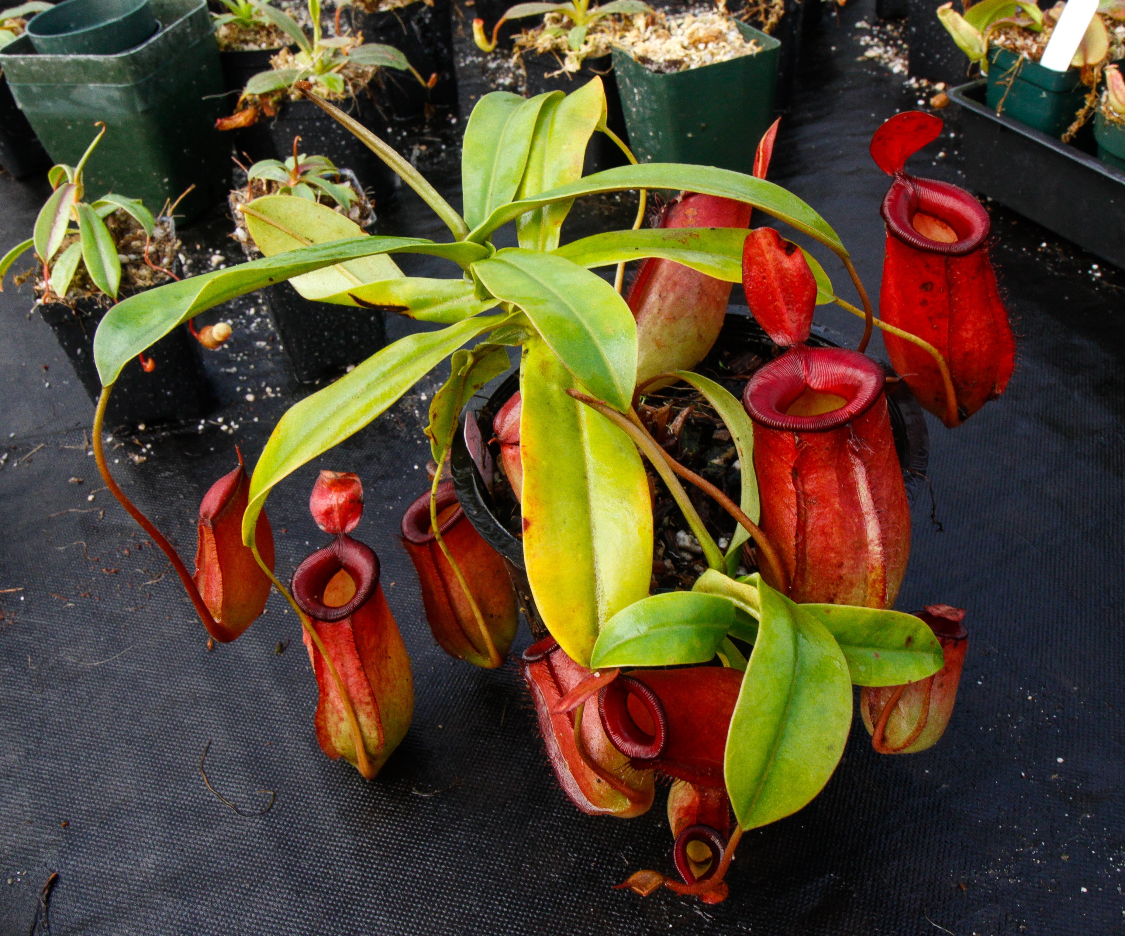 Nepenthes Lady Luck Wholesale – Carnivero