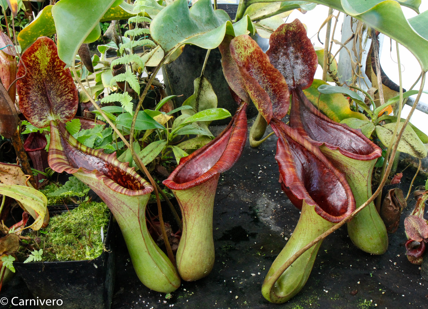 Nepenthes (lowii x truncata)-Giant