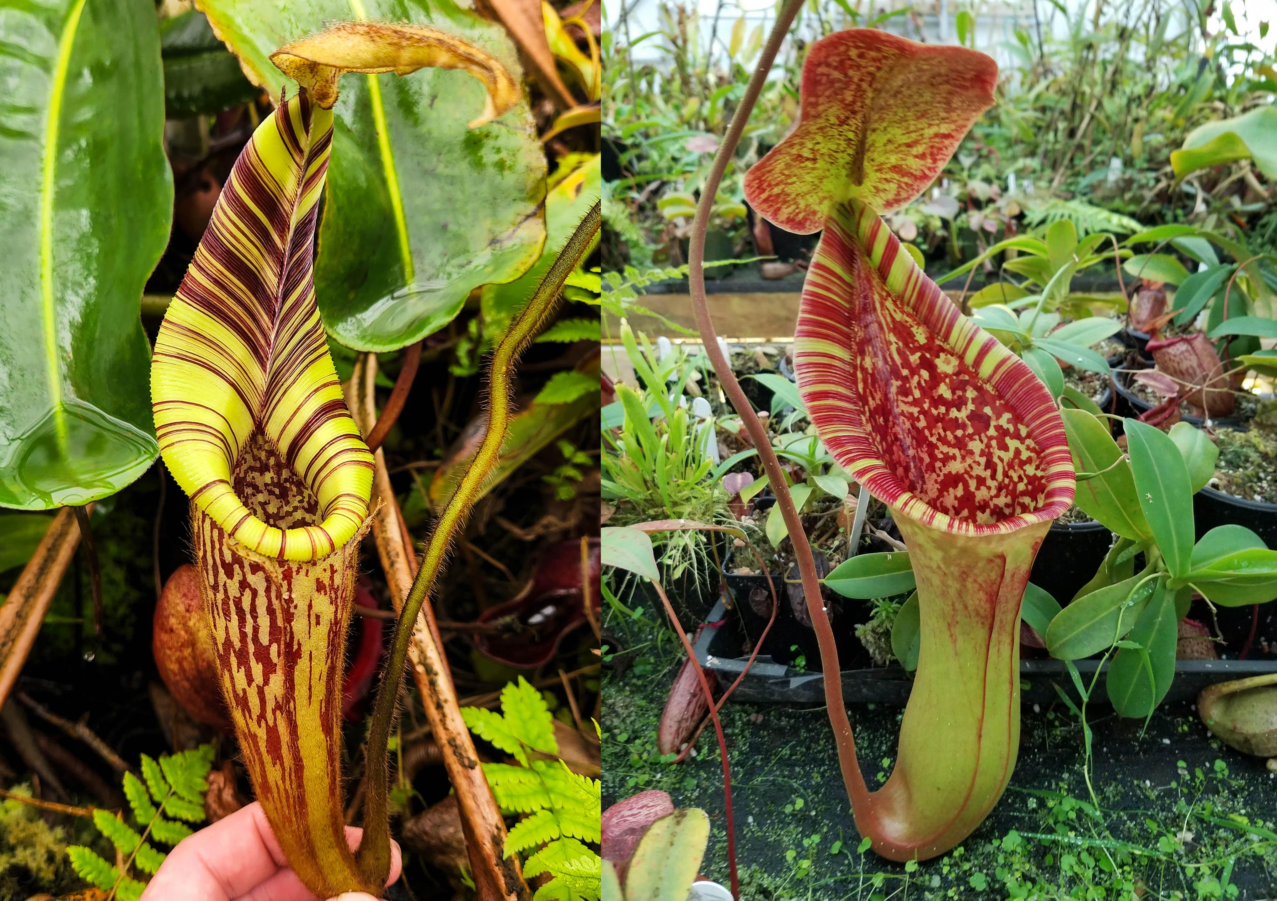 Nepenthes mollis x (lowii x truncata)-Giant, CAR-0445 – Carnivero