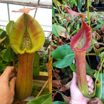 Nepenthes [truncata (d) #1] x [truncata (d) wide peristome]-Seed Pod