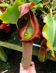 Nepenthes [truncata (d) Red Flush] F2-Seed Pod