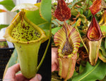 Nepenthes {[(lowii x veitchii) x campanulata] x truncata} x (maxima large x veitchii Candy Red) -Seed Pod