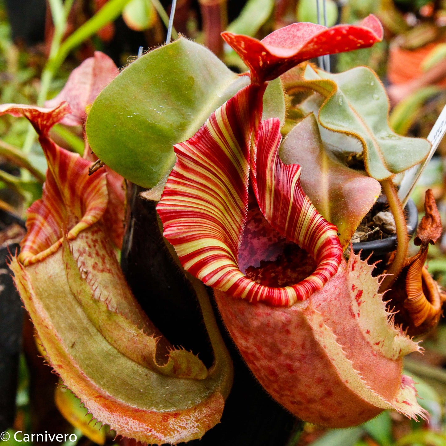 Nepenthes veitchii "Big Mama" x allardii-striped, CAR-0030 - Exact Plant 01/26/24
