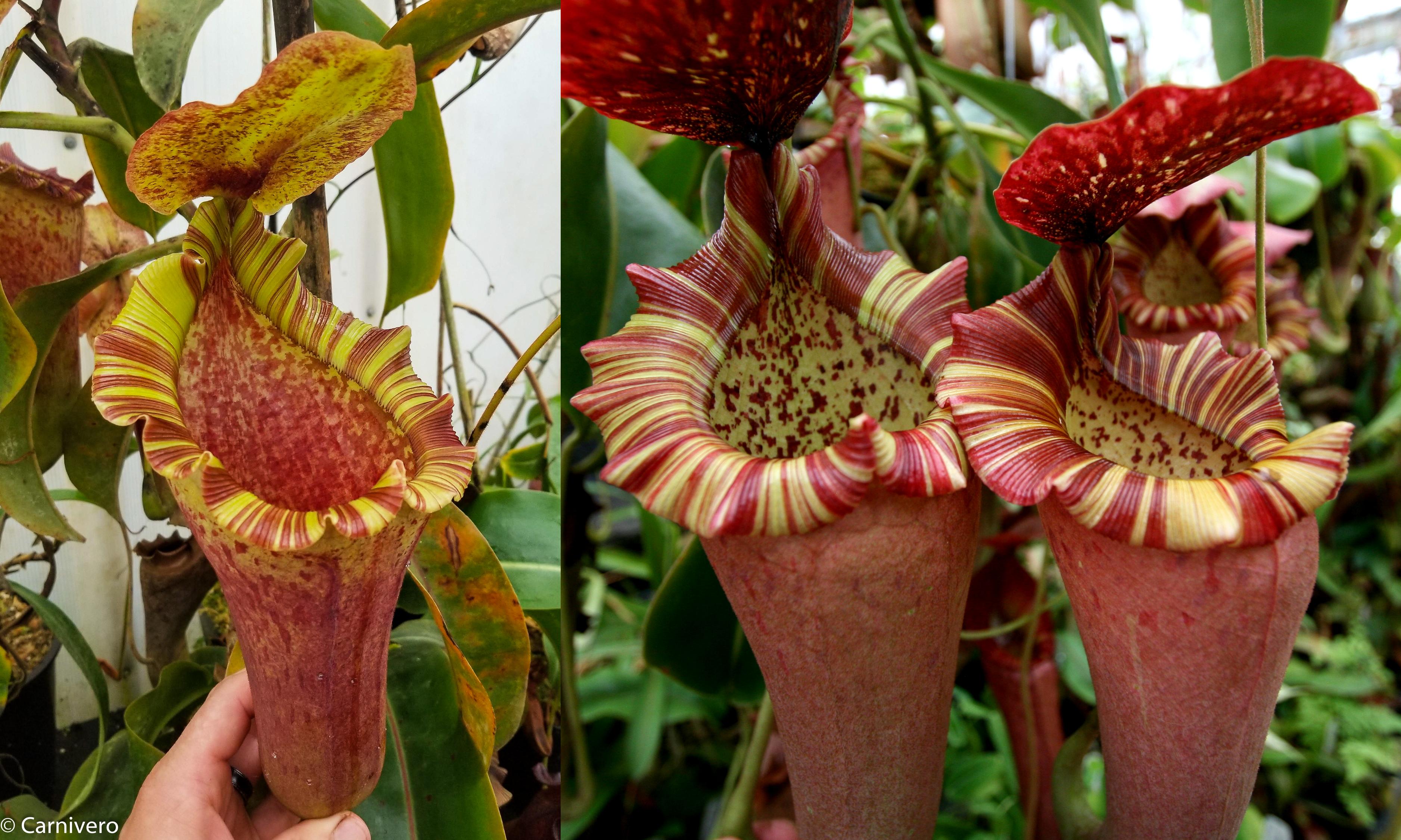 Nepenthes [(Lowii x veitchii) x boschiana} 'Red Ruffled' x {'Song