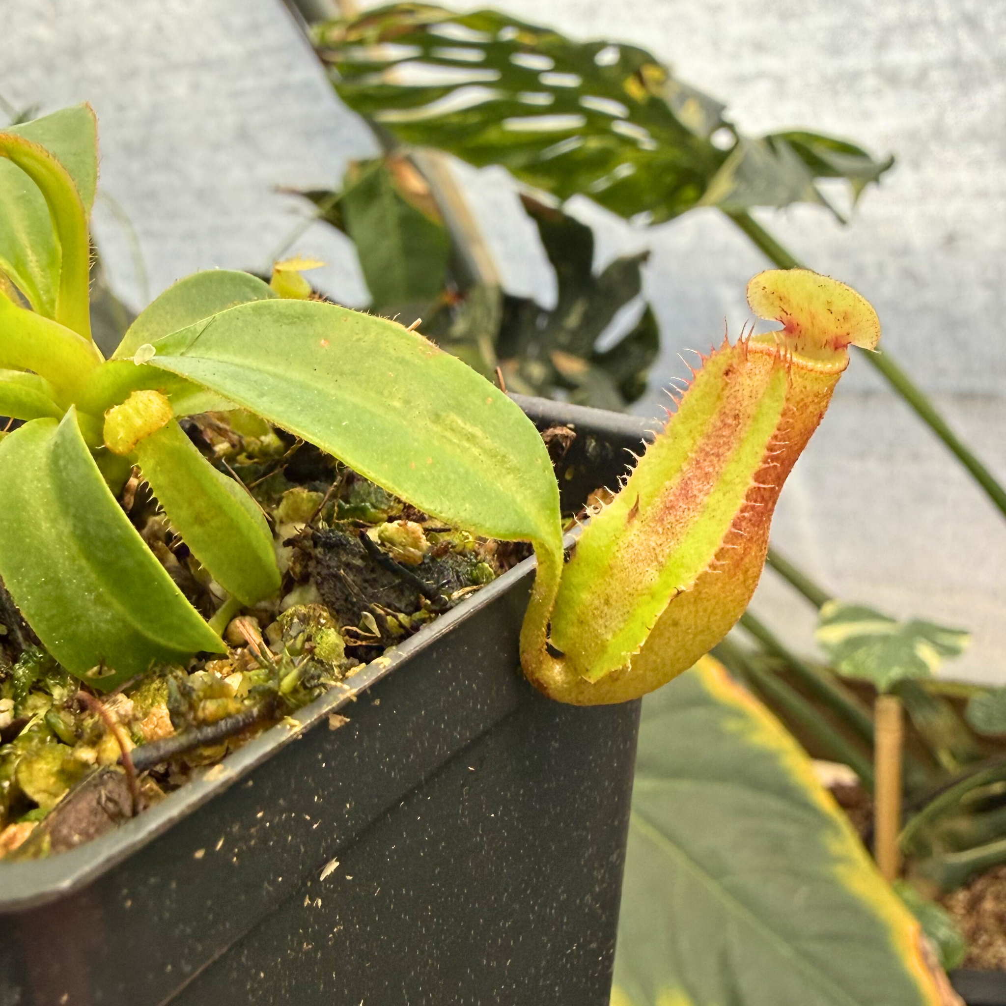 Nepenthes ('Song of Melancholy' x truncata) x 'Trusmadiensis', CAR