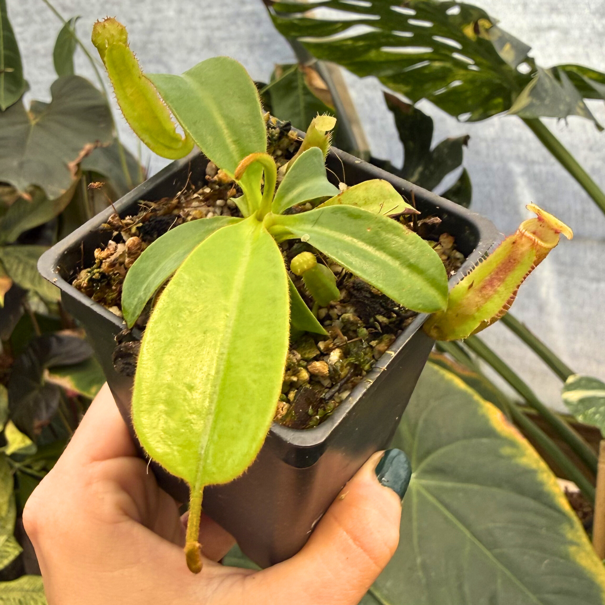 Nepenthes ('Song of Melancholy' x truncata) x 'Trusmadiensis', CAR