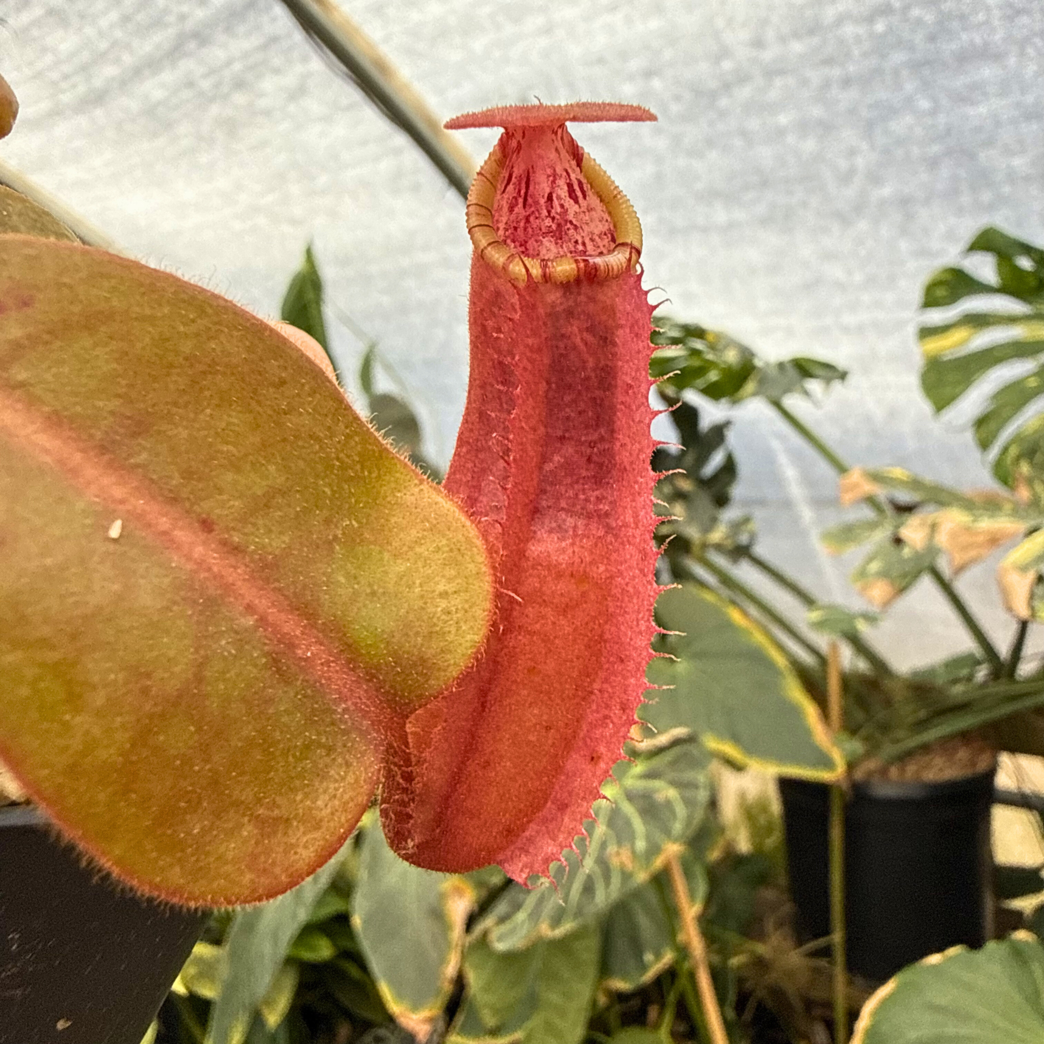 Nepenthes ('Song of Melancholy' x truncata) x veitchii (Akazukin x