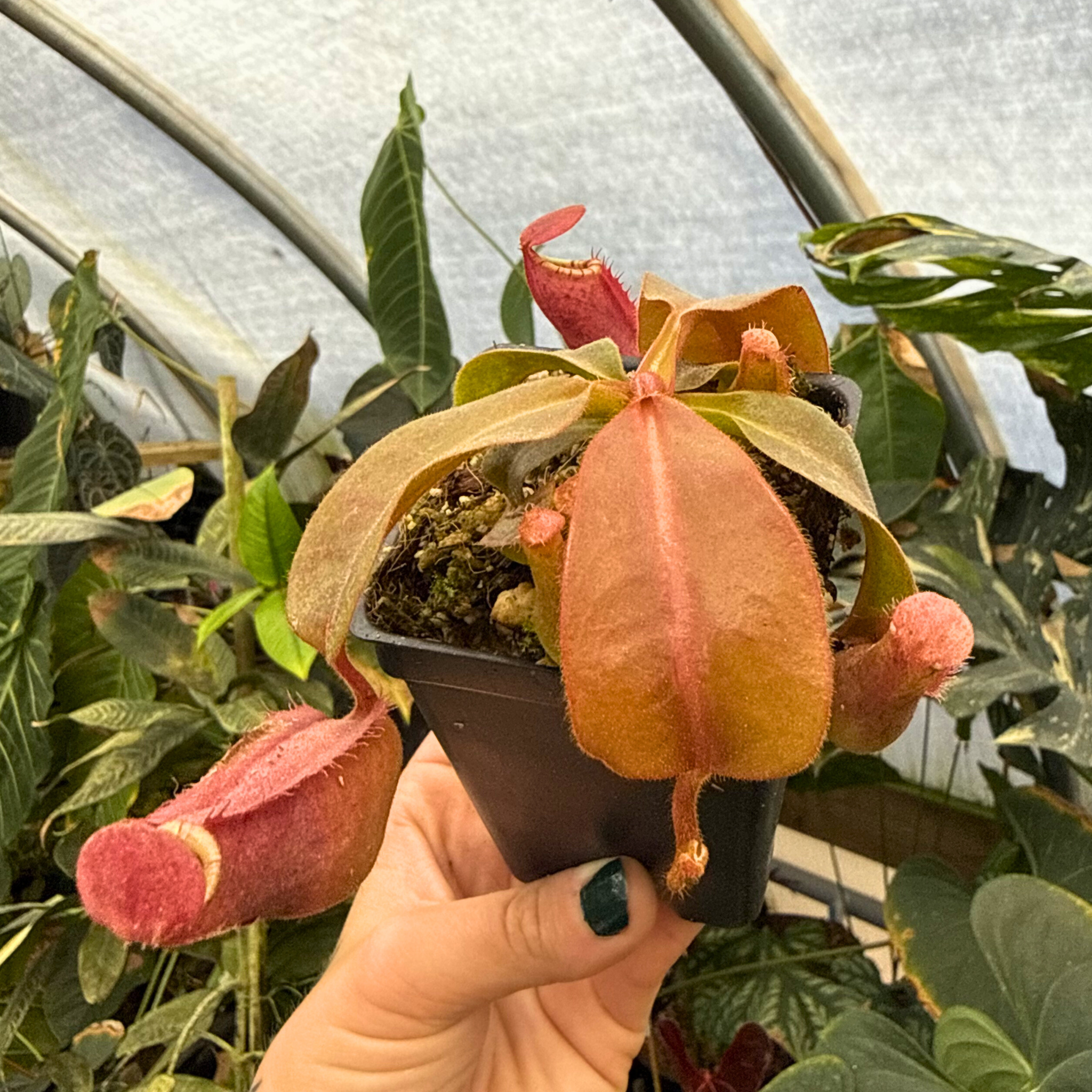 Nepenthes ('Song of Melancholy' x truncata) x veitchii (Akazukin x