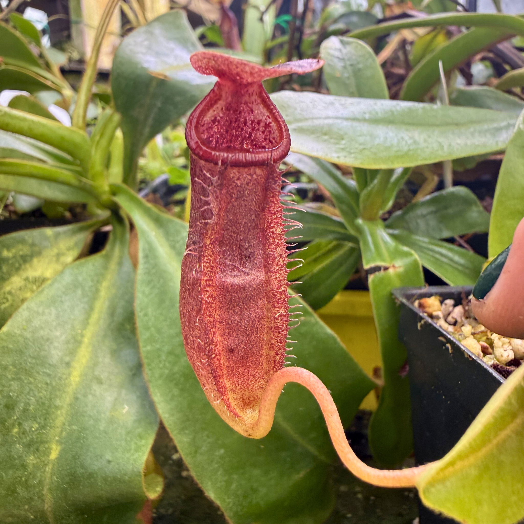 Nepenthes Shadow Leviathan, CAR-0893 – Carnivero