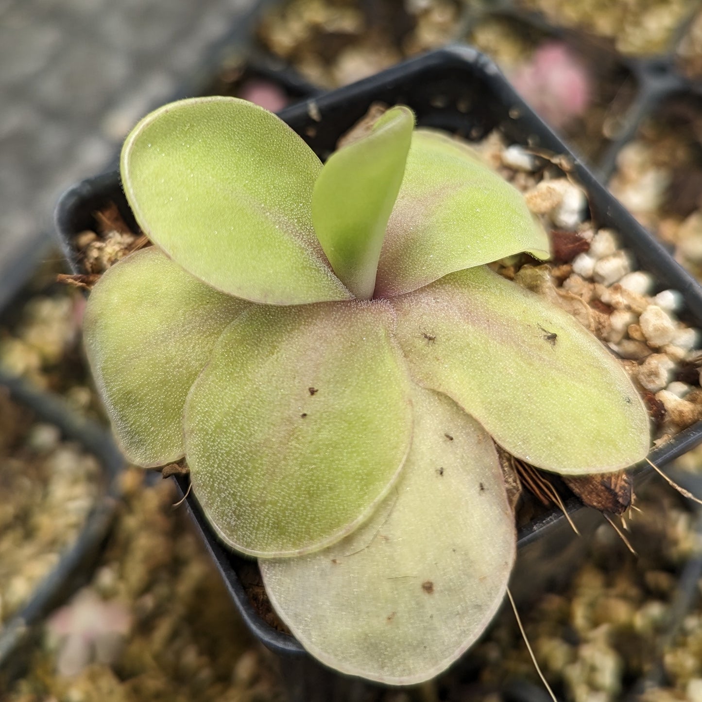 Pinguicula 'Razzberry Blonde' mexican butterwort, Butterwort, carnivorous plant, gnat eating plant, beginner plant, fungus gnat eating plant, easy to grow, ping, Mexican butterwort, ping plant