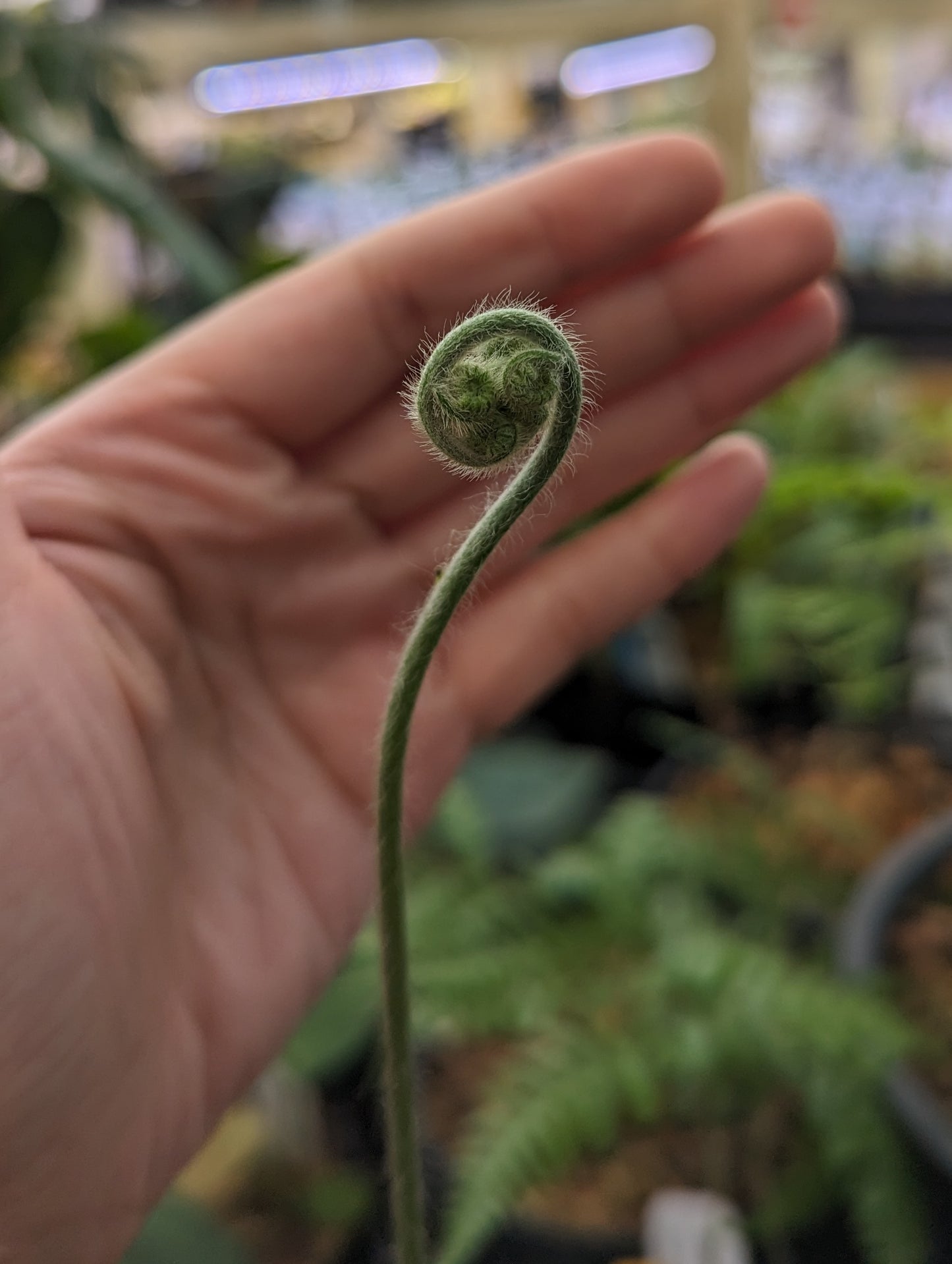 Cibotium barometz, Golden Chicken Fern, Woolly Fern