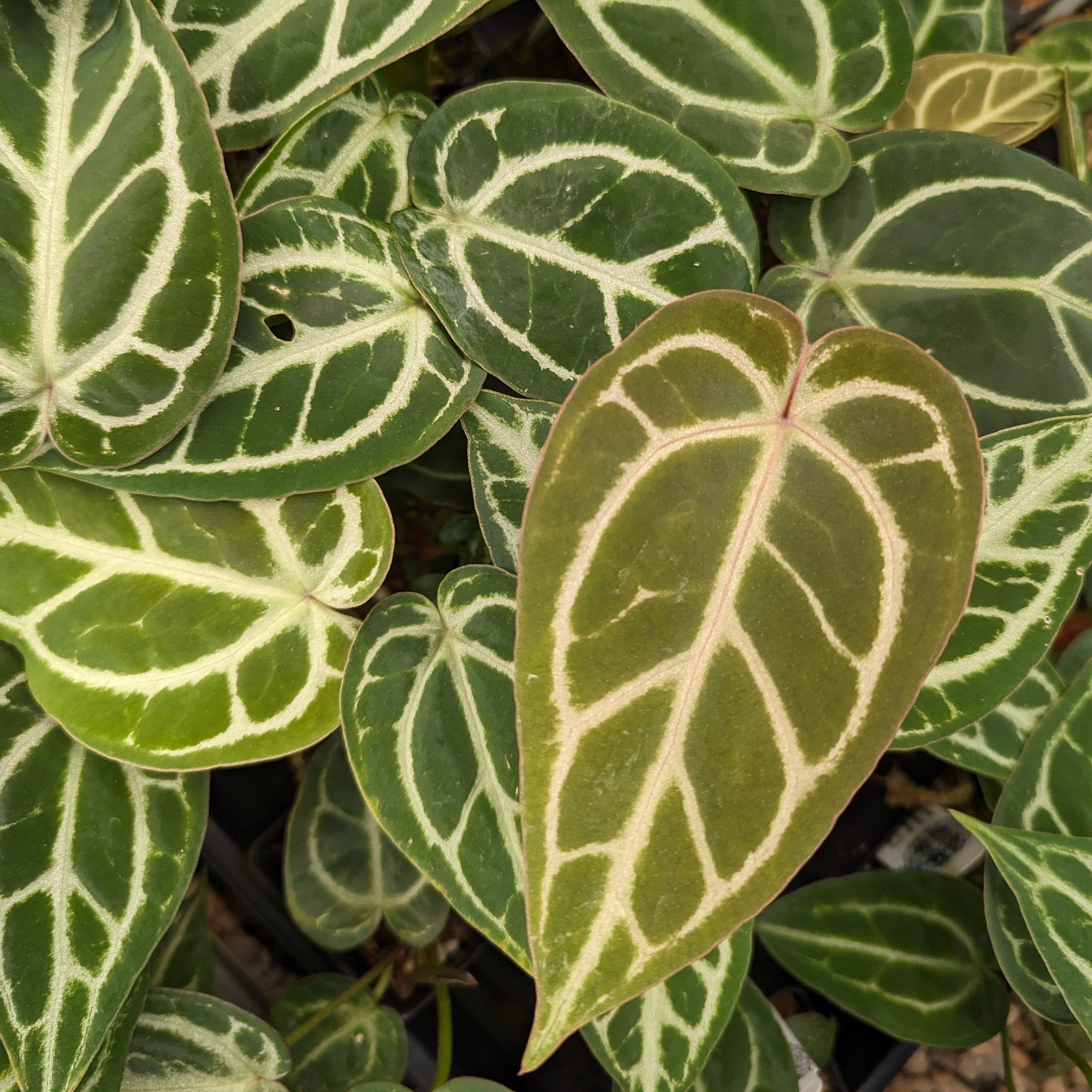 anthurium silver bush Anthurium Silver Blush x Michelle – Carnivero