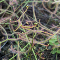 Drosera binata, Forked Sundew