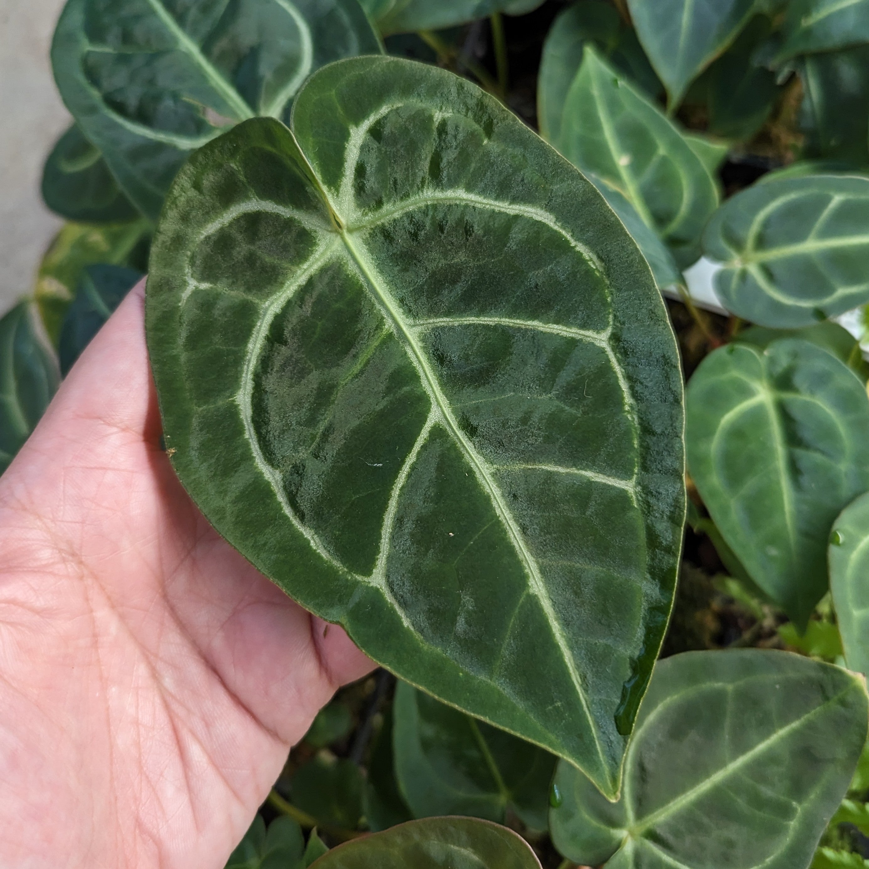 anthurium regale x Anthurium magnificum x regale, CAR-0361 – Carnivero