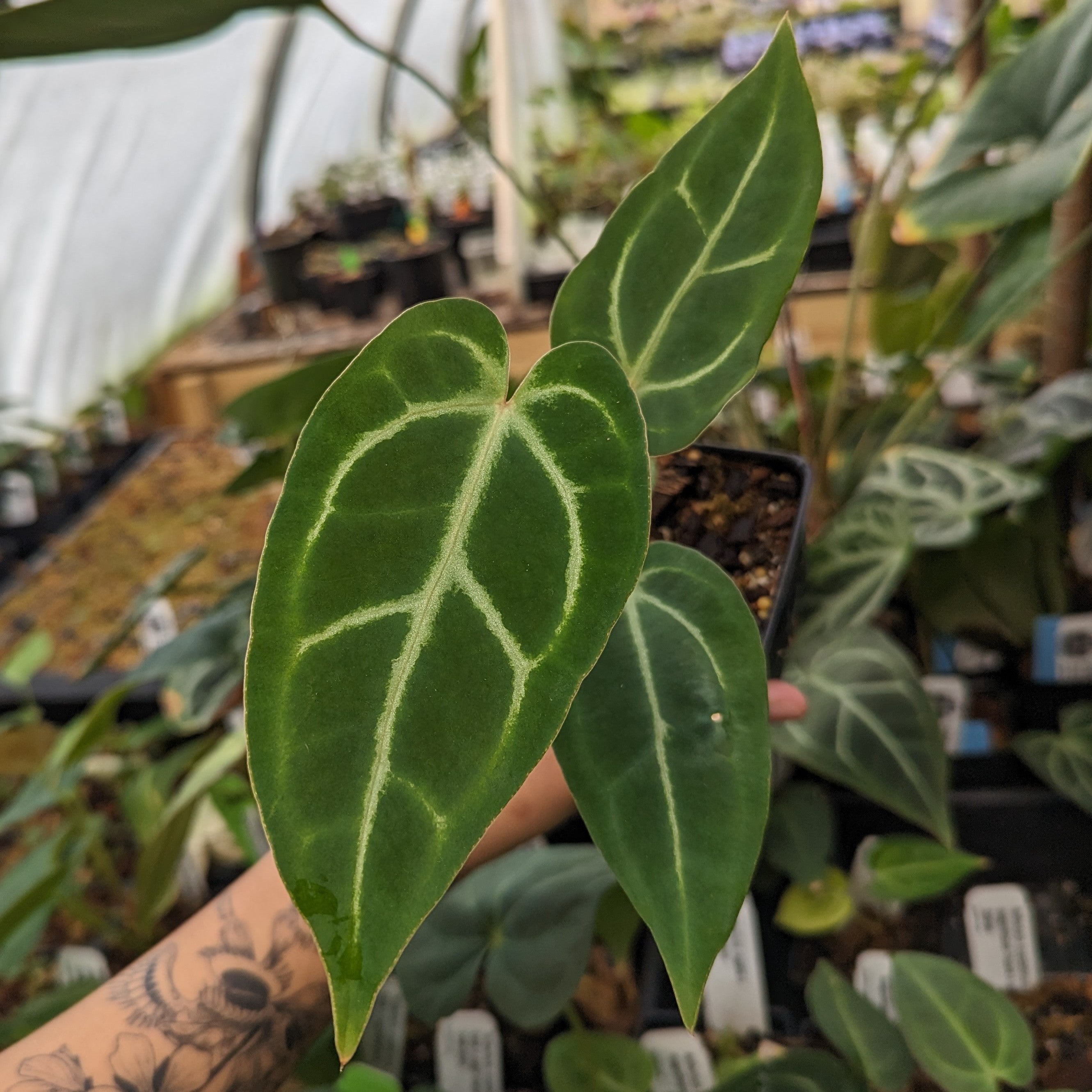 PXL-20231108_185345909.jpg?v=