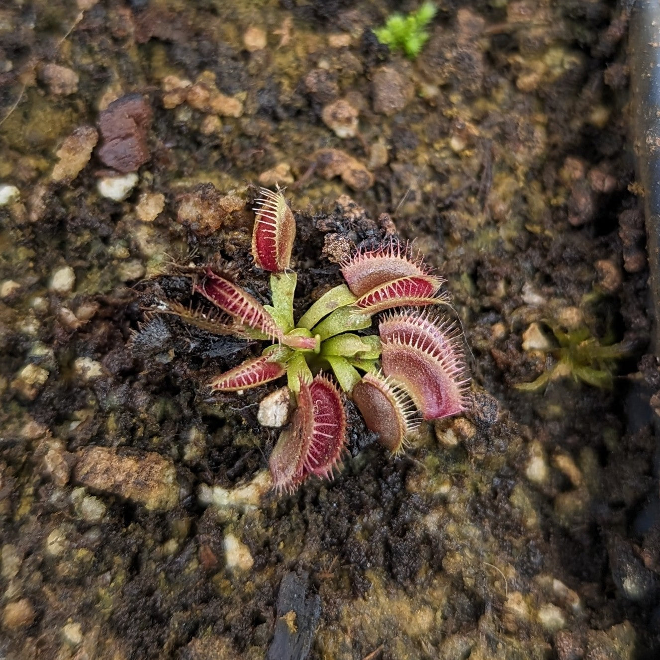 Venus Flytrap- Dionaea muscipula