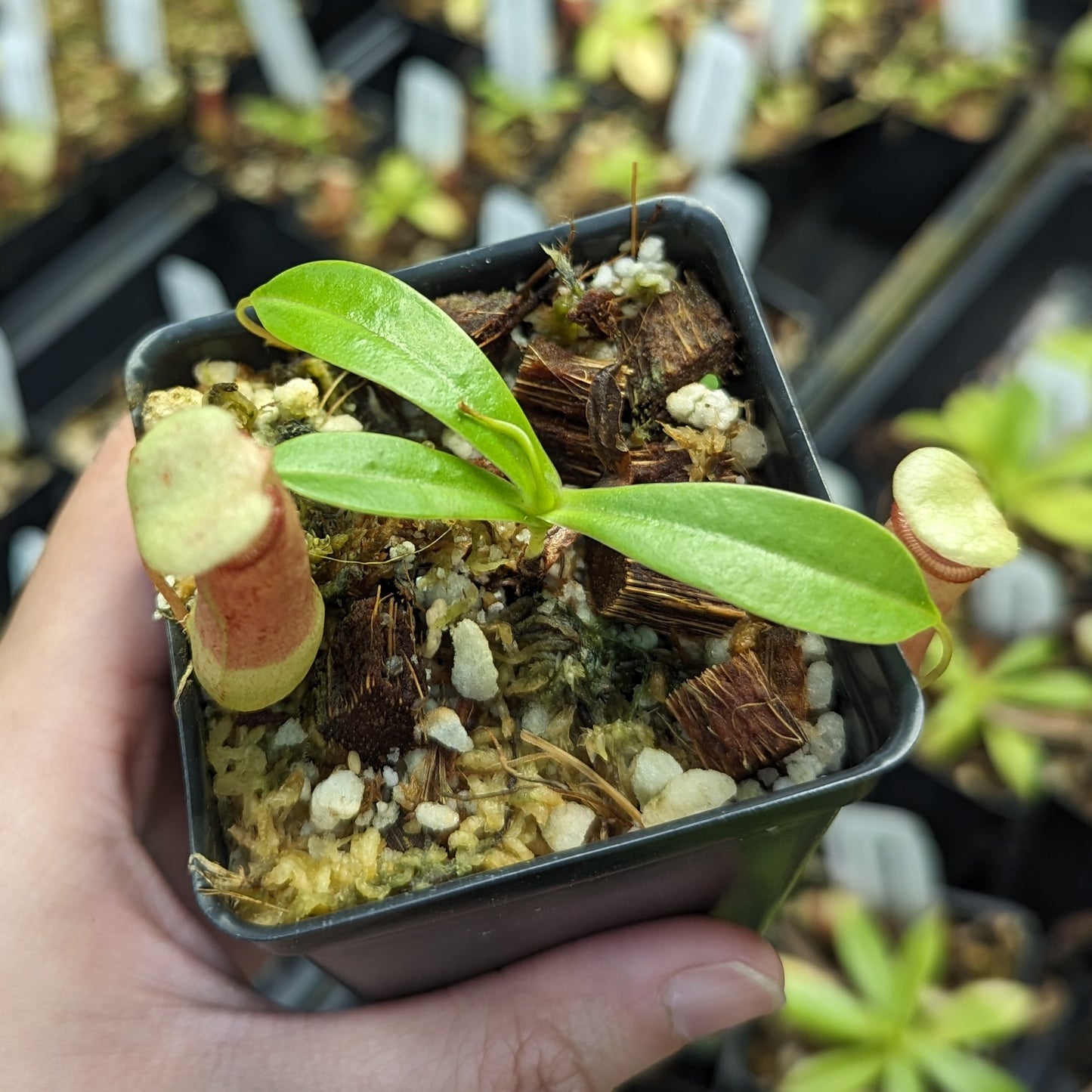 Nepenthes ventricosa red, pitcher plant, carnivorous plant, collectors plant, large pitchers, rare plants