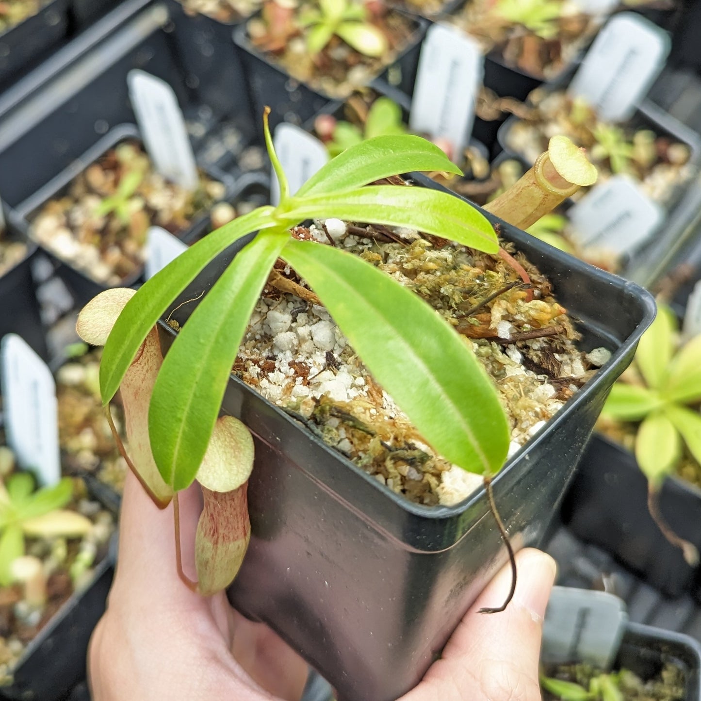 Nepenthes ventricosa red, pitcher plant, carnivorous plant, collectors plant, large pitchers, rare plants