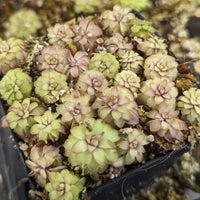 group of Pinguicula 'Seductora' Butterwort with small green leaves with pink edges, purple flower, easy to grow, carnivorous plant, gnat eating plant, house plant, collectors plant
