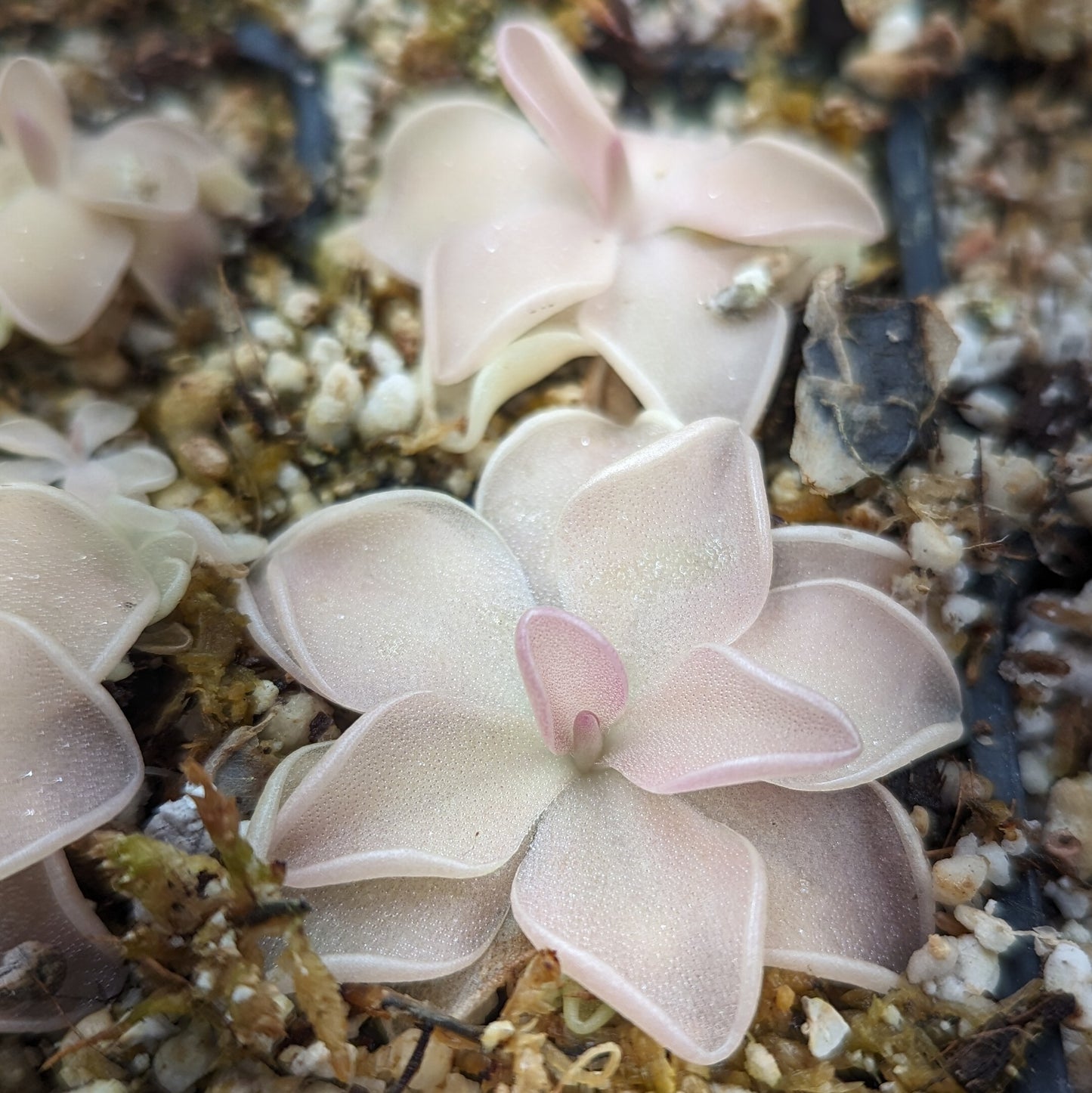 Pinguicula