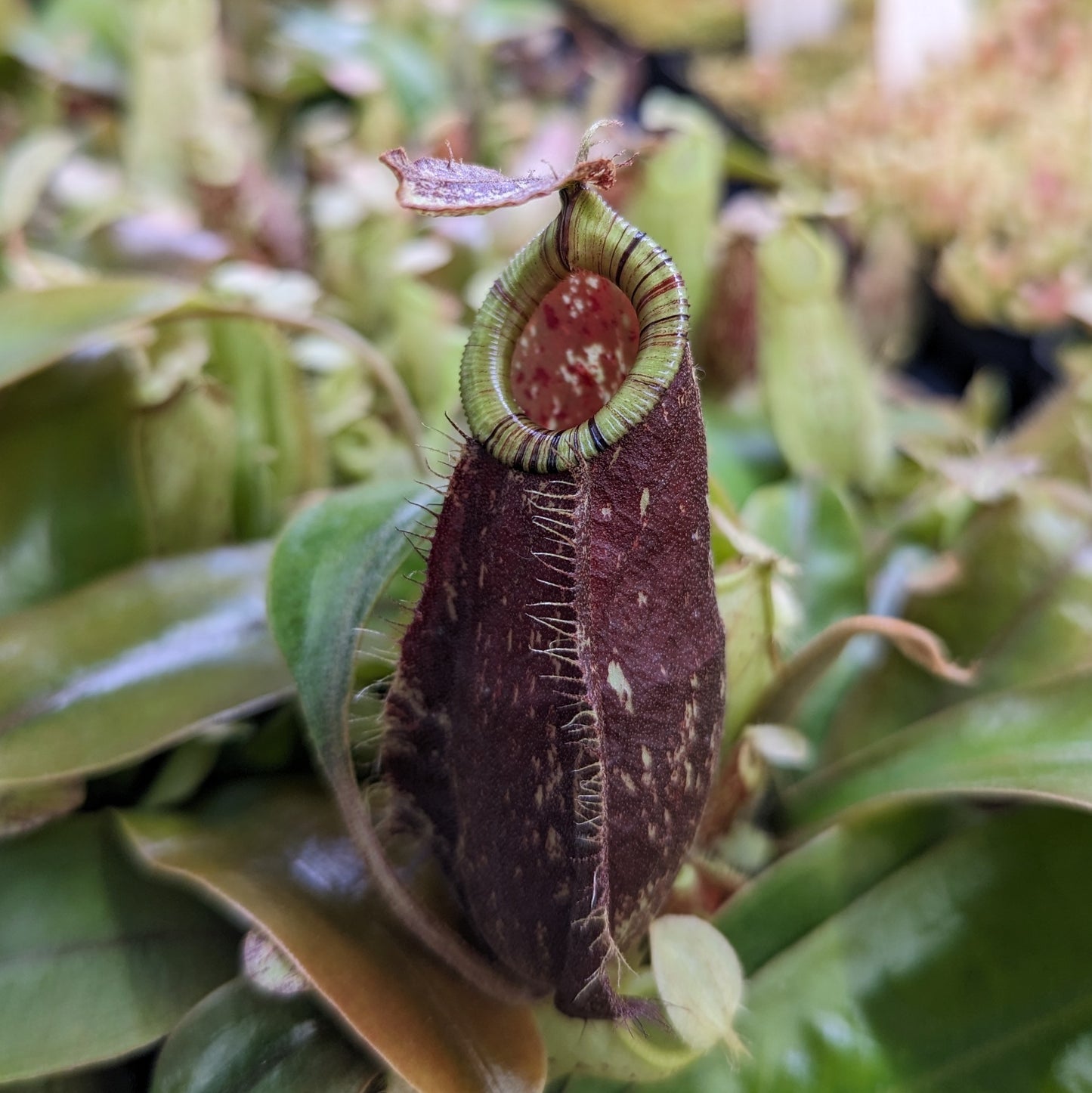 Nepenthes rafflesiana x ampullaria 'Black Miracle', CAR-0121, pitcher plant, carnivorous plant, collectors plant, large pitchers, rare plants