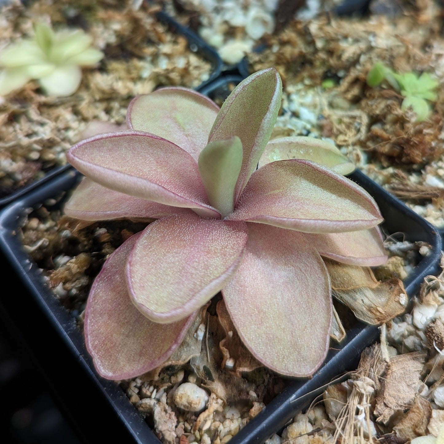 Pinguicula 'Razzberry Blonde' mexican butterwort, Butterwort, carnivorous plant, gnat eating plant, beginner plant, fungus gnat eating plant, easy to grow, ping, Mexican butterwort, ping plant