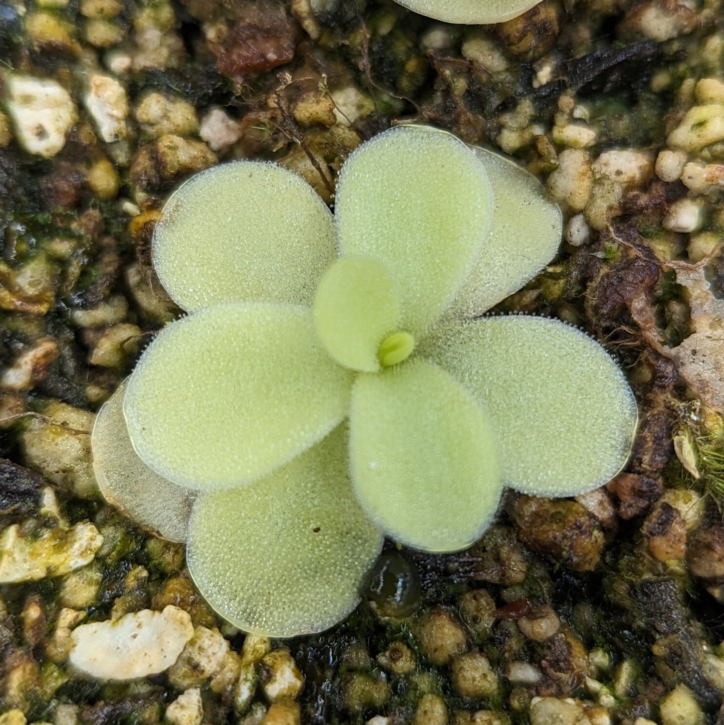 Pinguicula gigantea butterwort plant