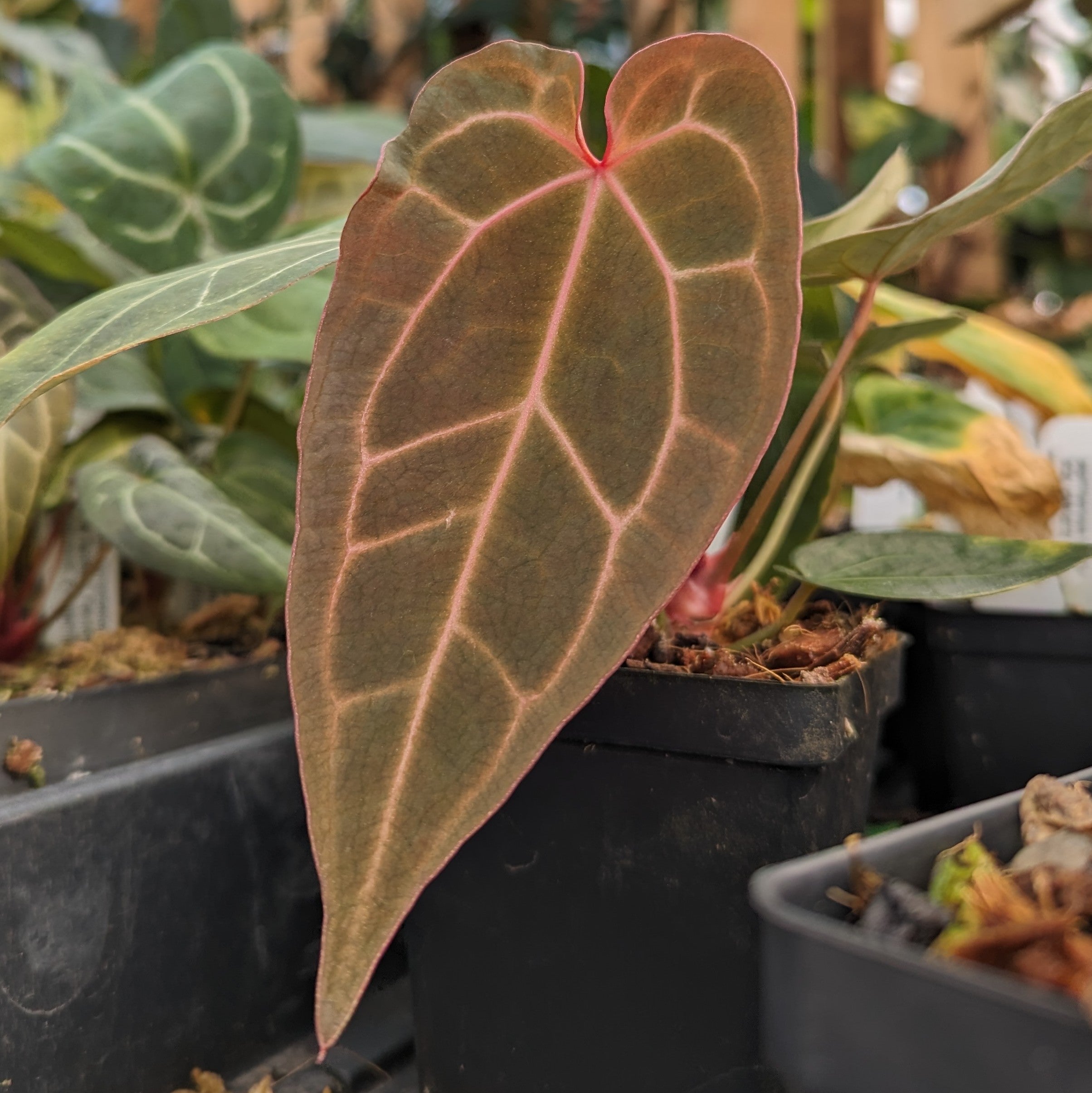 こ*つ様 Anthurium AOS × Red Crystallinum ᴅᴀɴɪᴀ ᴄᴀꜱᴛʀᴏ | This emergent color will never get