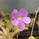 Pinguicula 'Aphrodite' mexican butterwort purple flower with yellow center, Butterwort, carnivorous plant, gnat eating plant, beginner plant, fungus gnat eating plant, easy to grow, ping, Mexican butterwort, ping plant