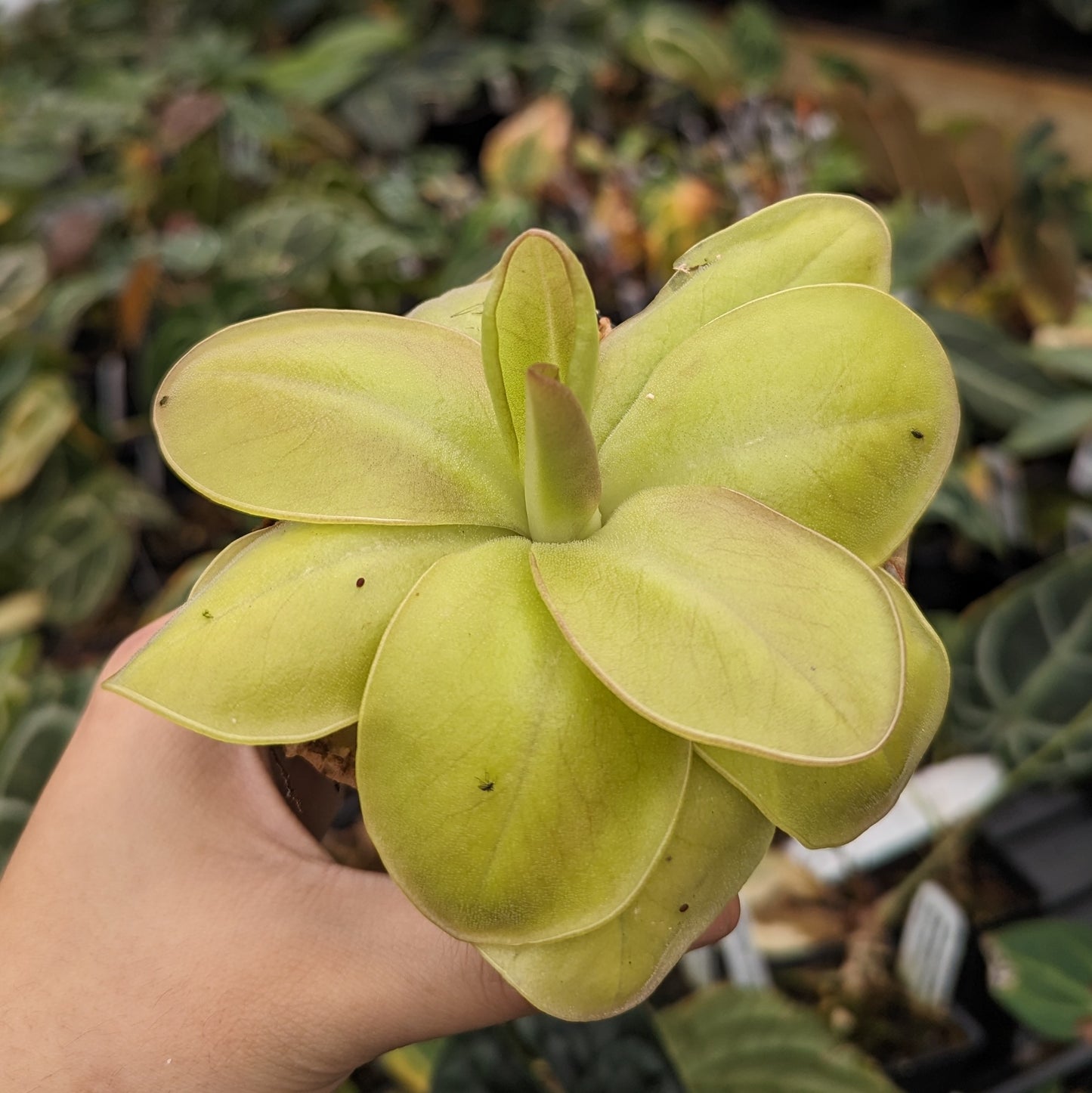Pinguicula moranensis 'superba' butterwort, Butterwort, carnivorous plant, gnat eating plant, beginner plant, fungus gnat eating plant, easy to grow, ping, Mexican butterwort, ping plant.