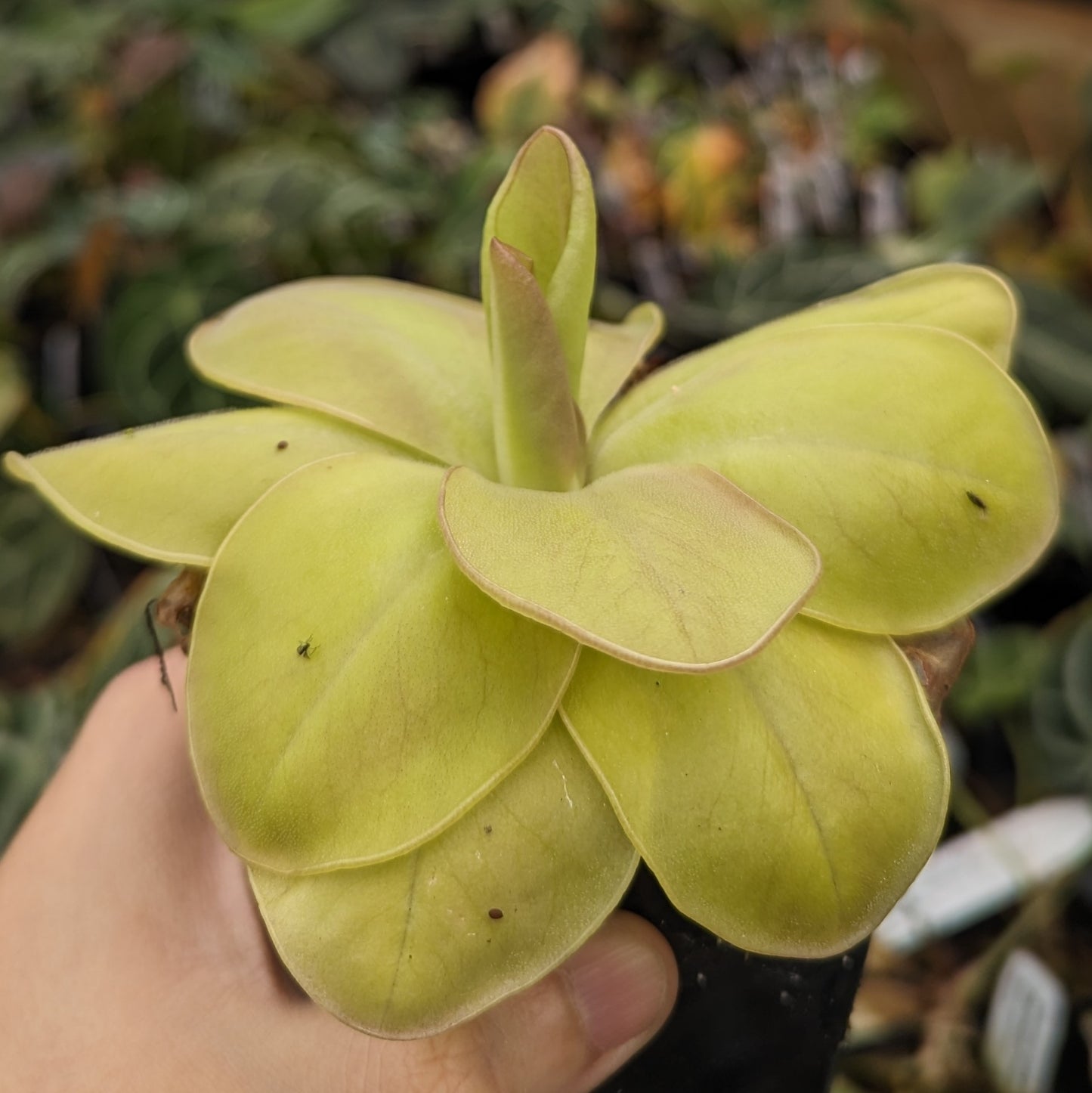 Pinguicula moranensis 'superba' butterwort, Butterwort, carnivorous plant, gnat eating plant, beginner plant, fungus gnat eating plant, easy to grow, ping, Mexican butterwort, ping plant.